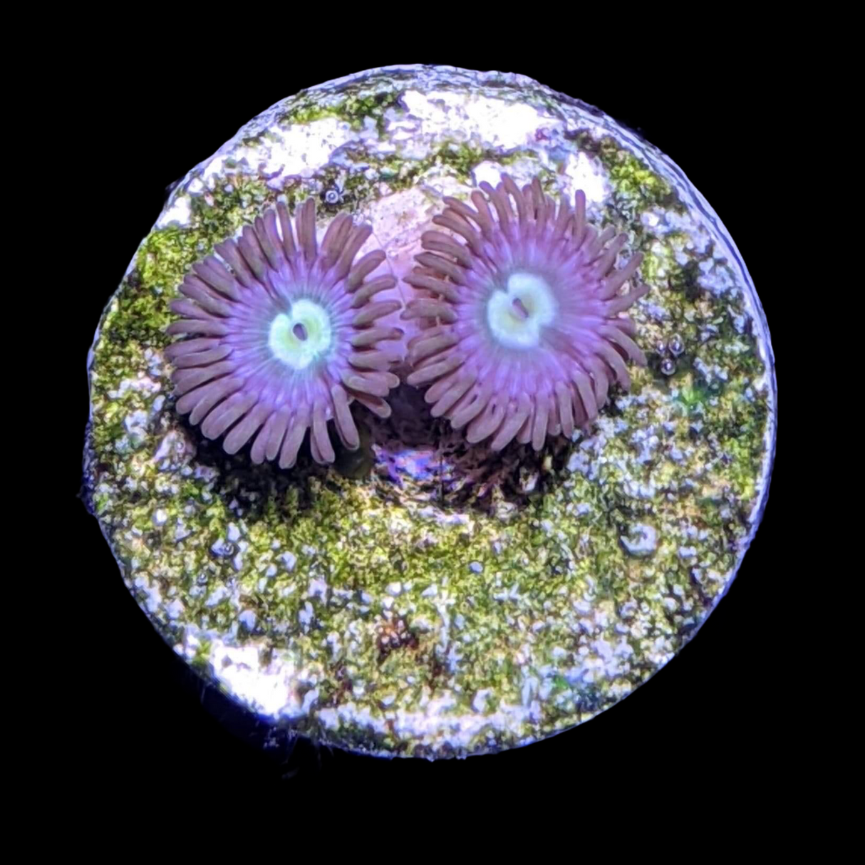 Zoa Frag