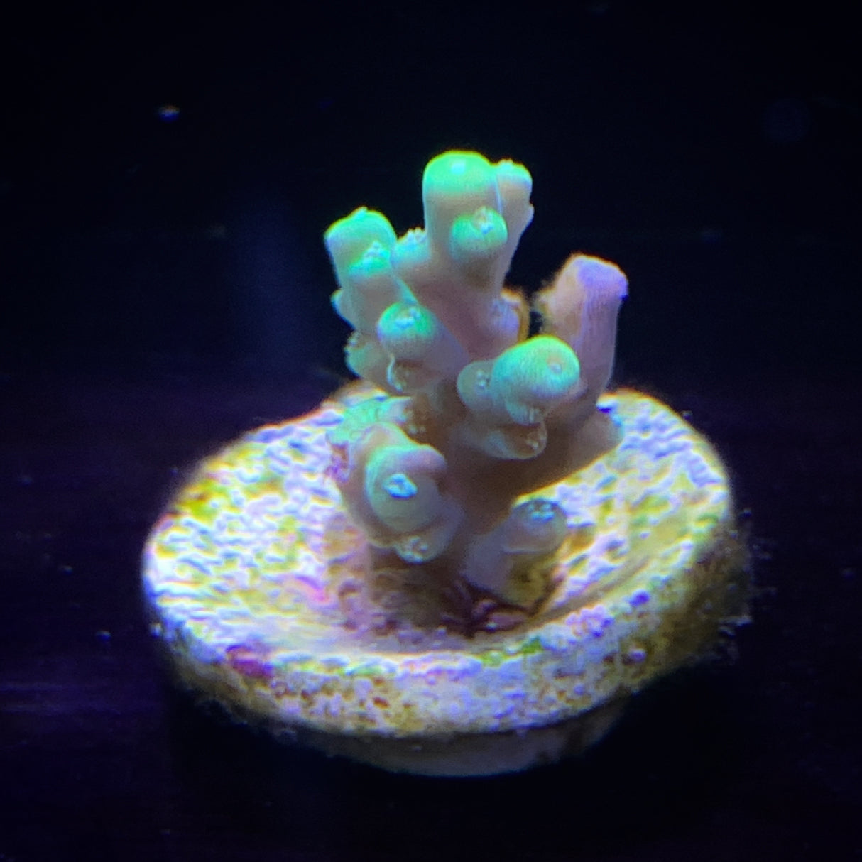 Acropora Frag