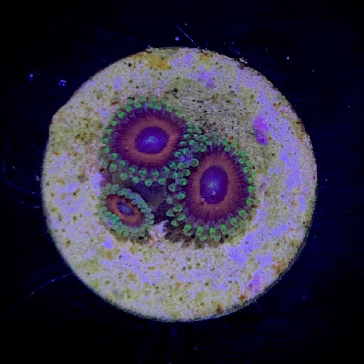 Zoa Frag