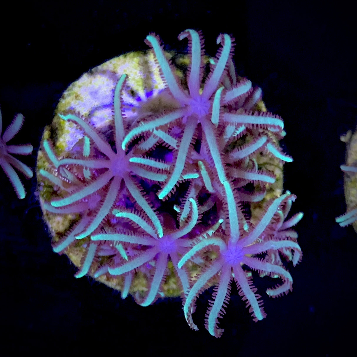 Green Star Polyps