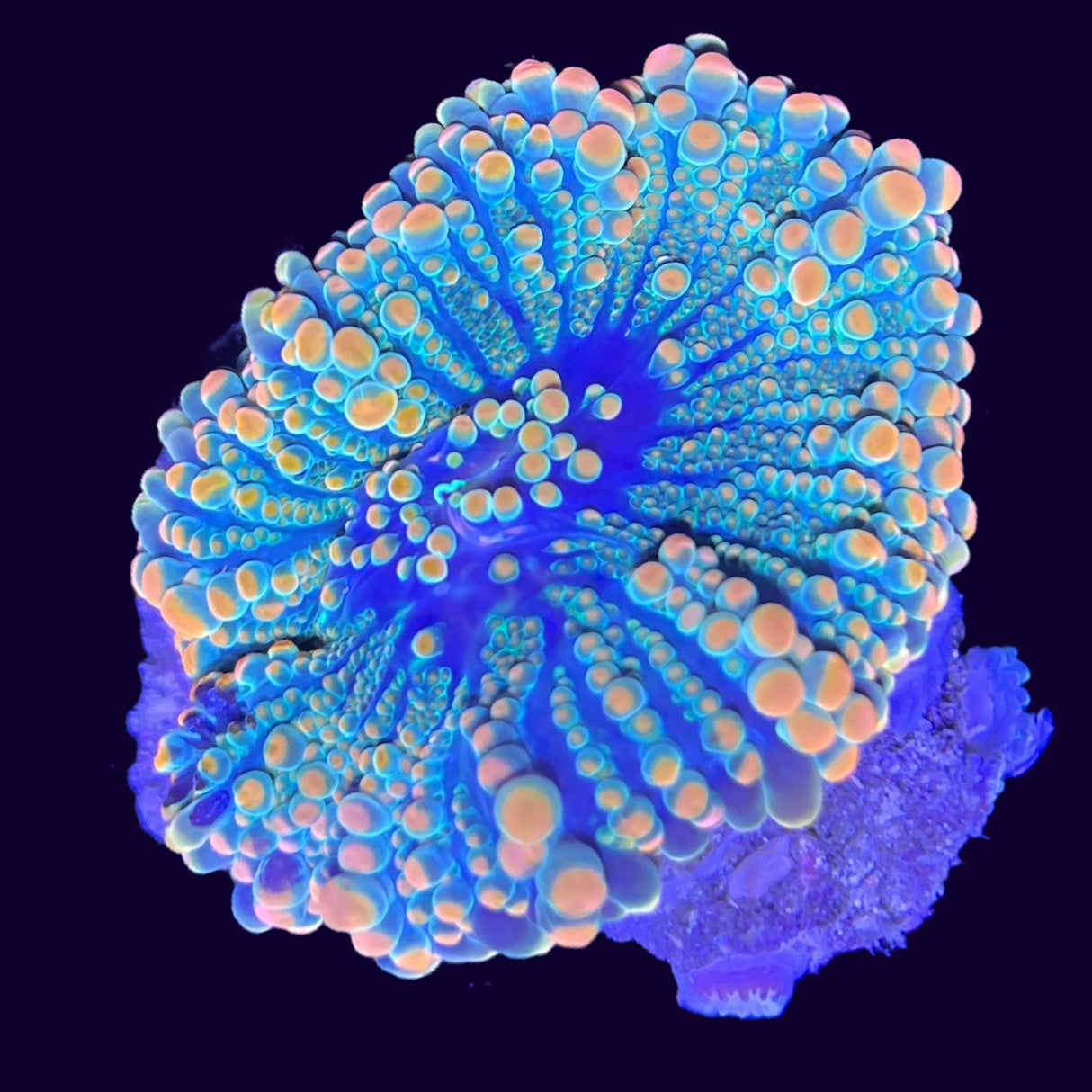 Multicolour Ricordea Mushroom