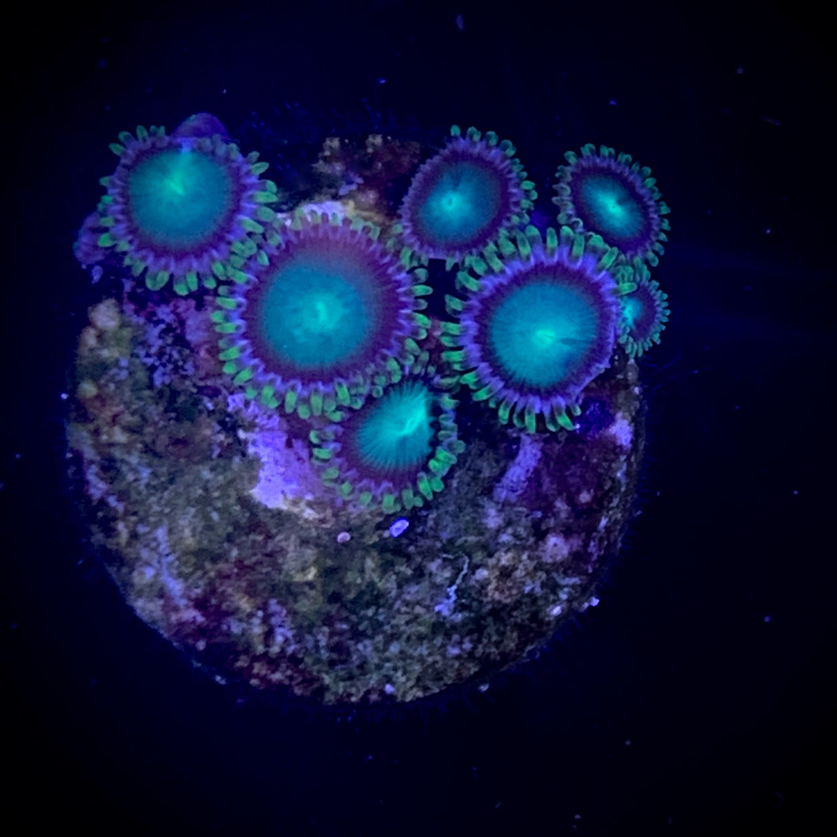 Zoa Frag