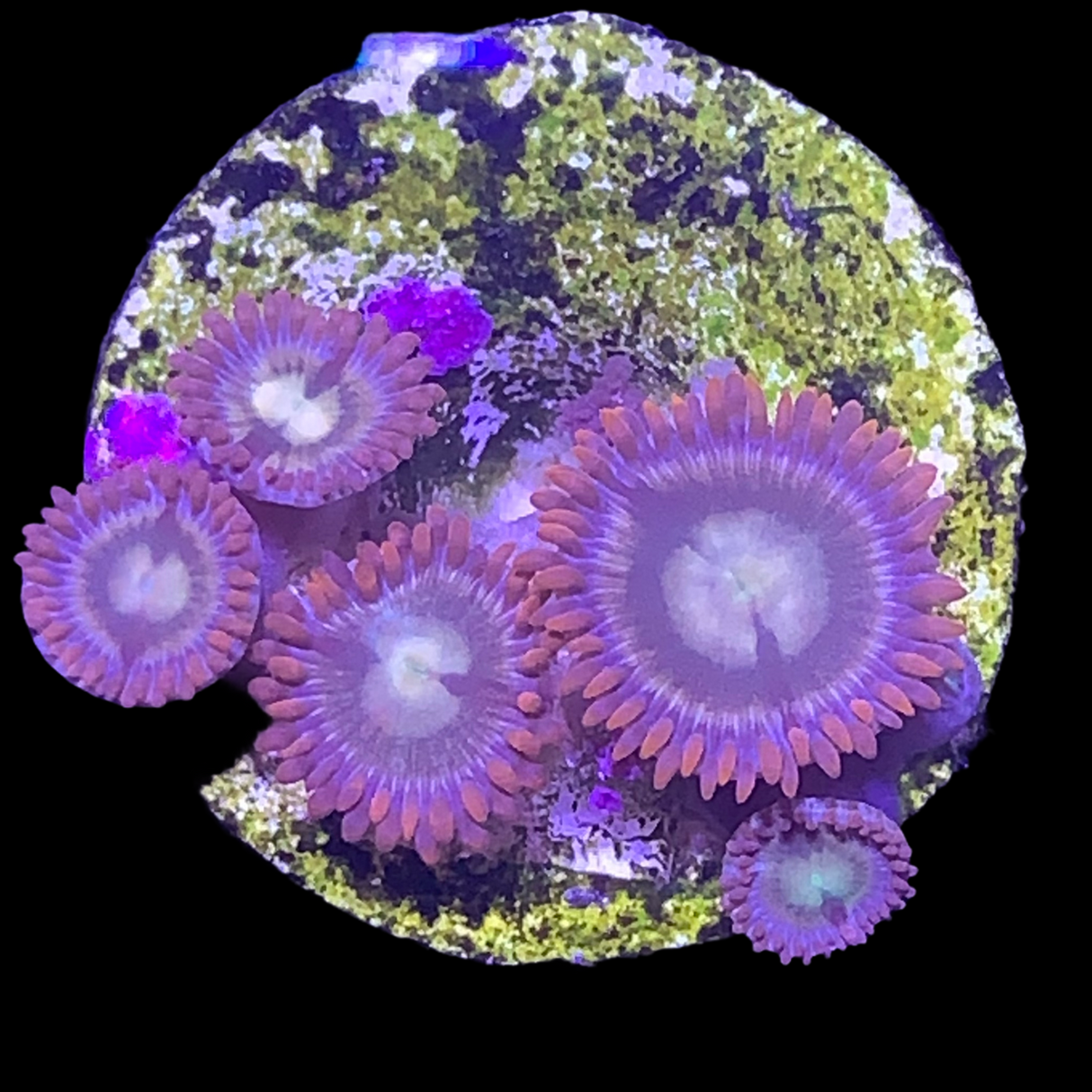 Zoa Frag