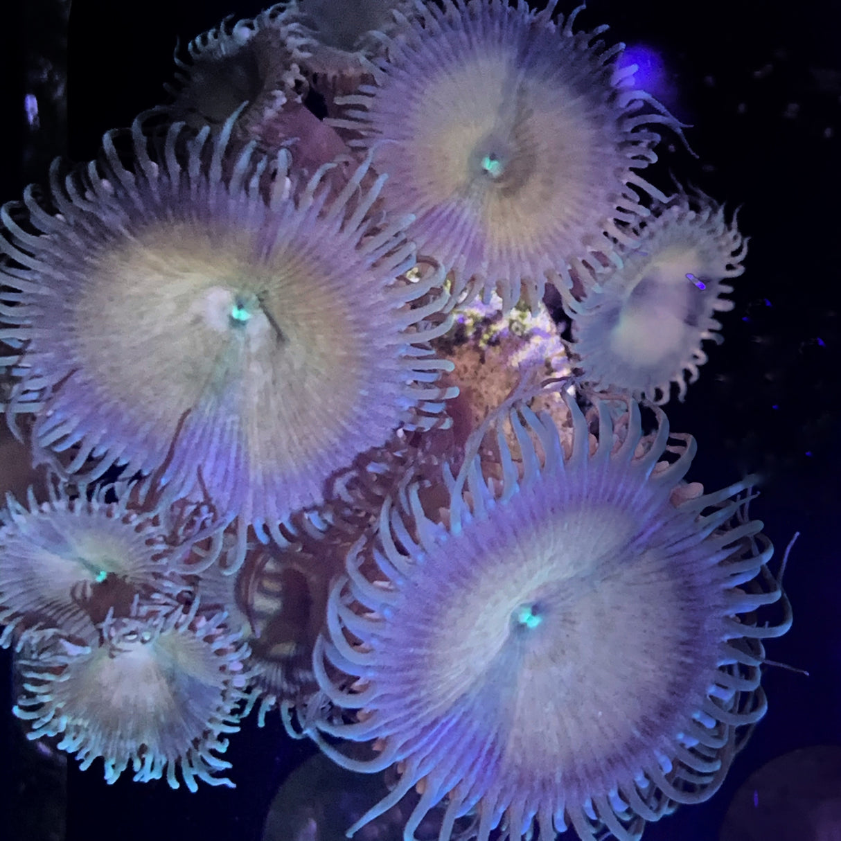 Zoa Frag