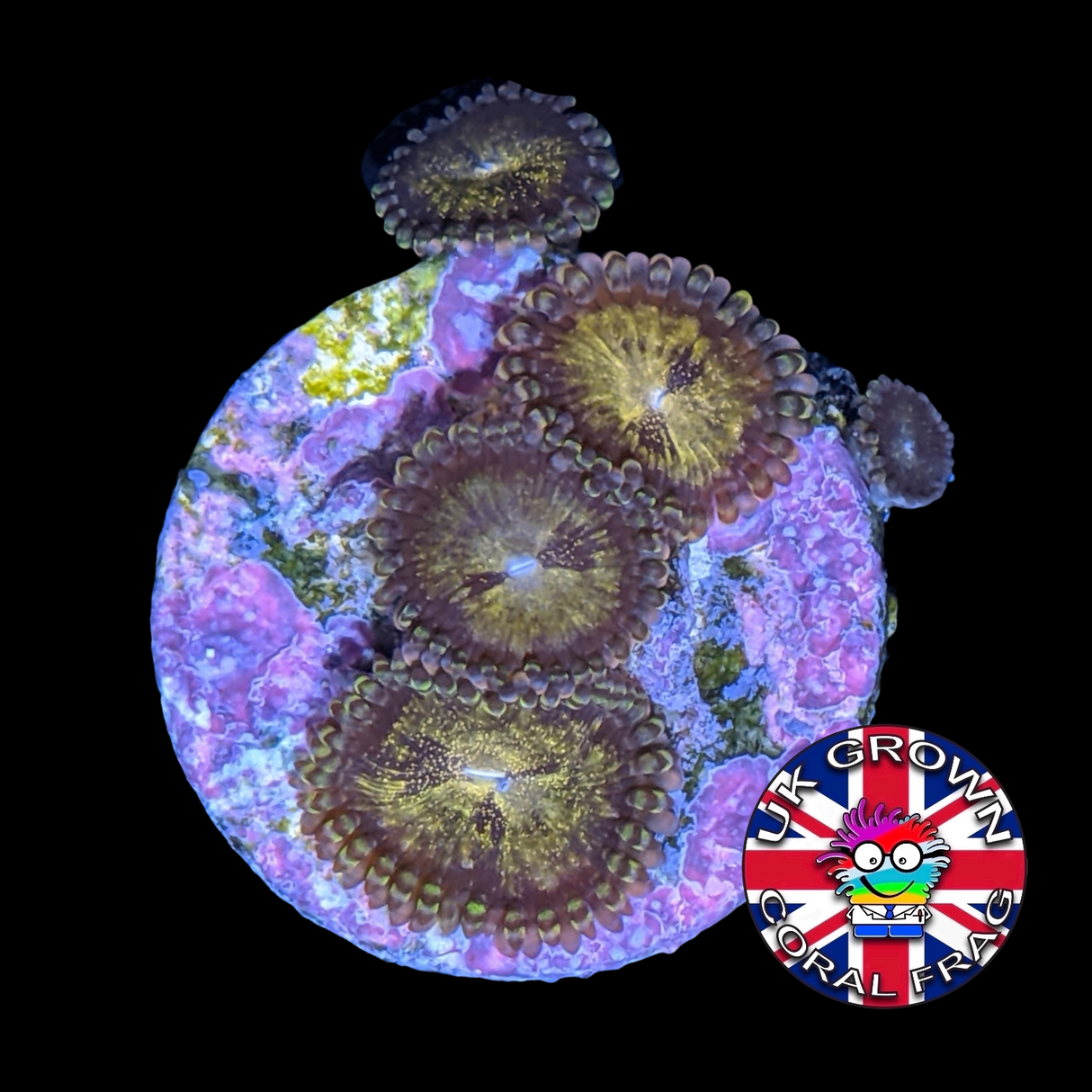 Reverse Space Monster Zoa Frag (UK Grown)