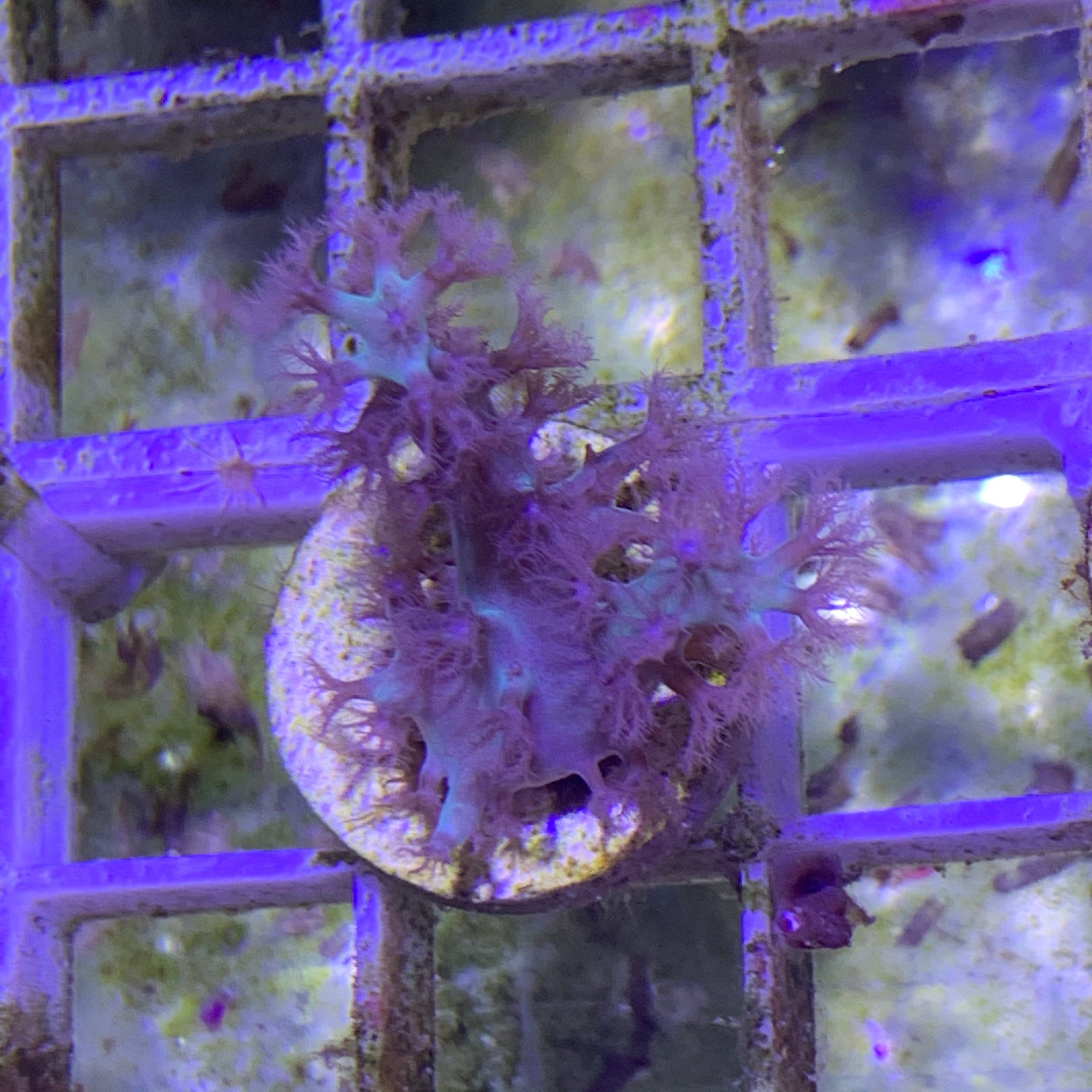 Aqua Blue Sinularia Leather Coral