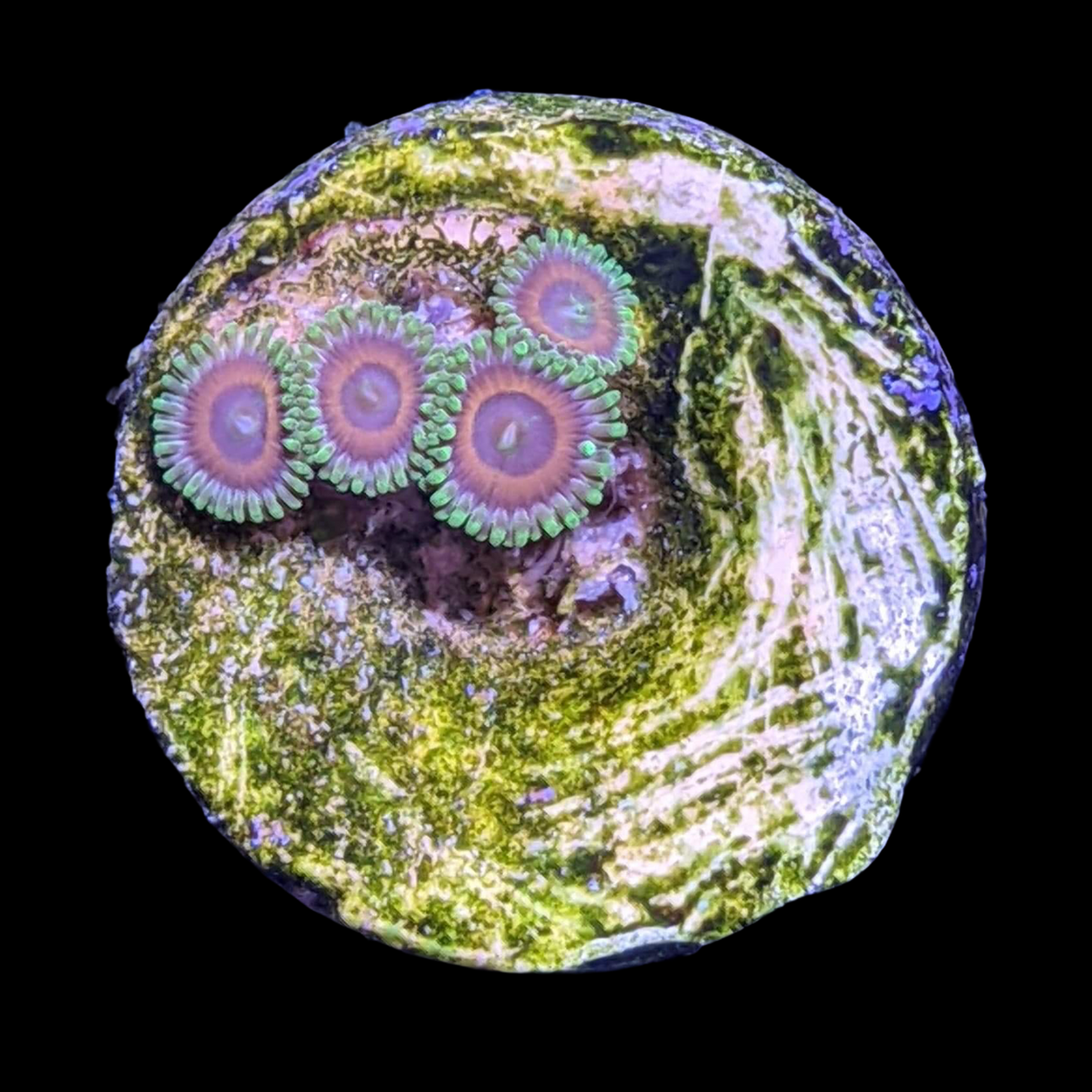 Zoa Frag
