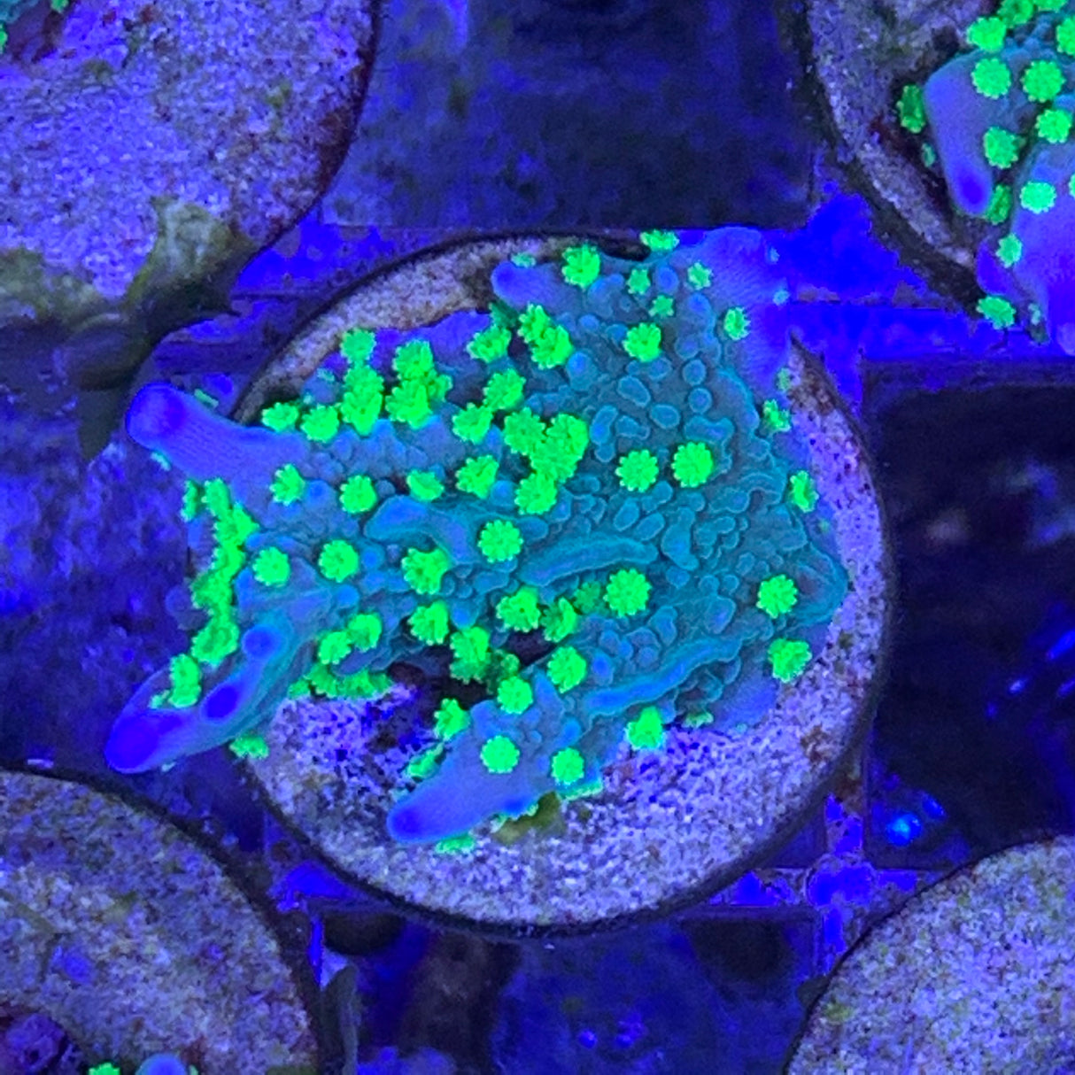 Hirsuta Montipora