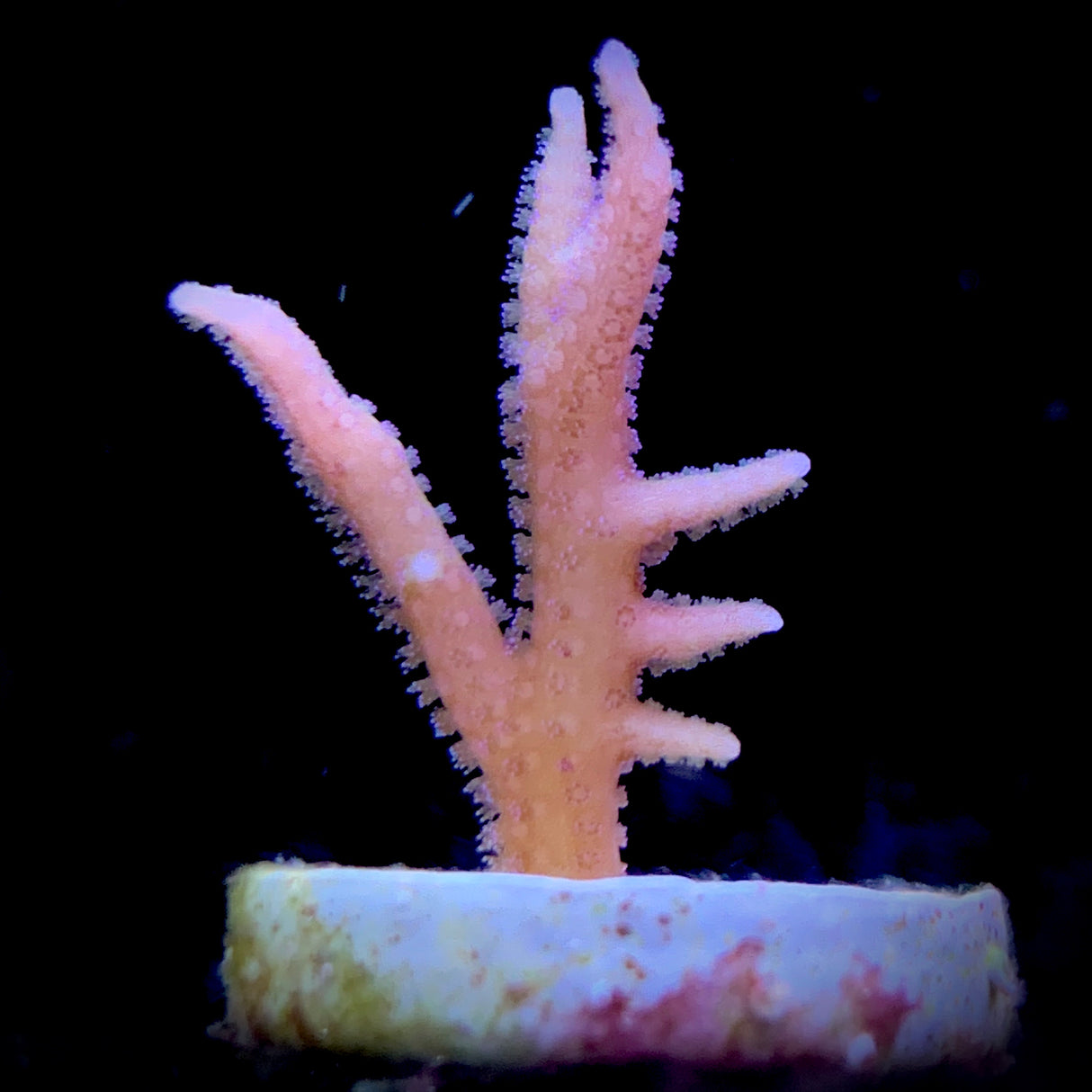 Pink Hystrix Seriatopora