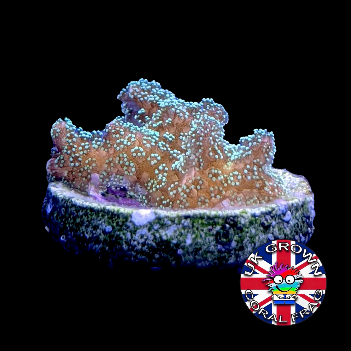 Green Hystrix Seriatopora (UK Grown)