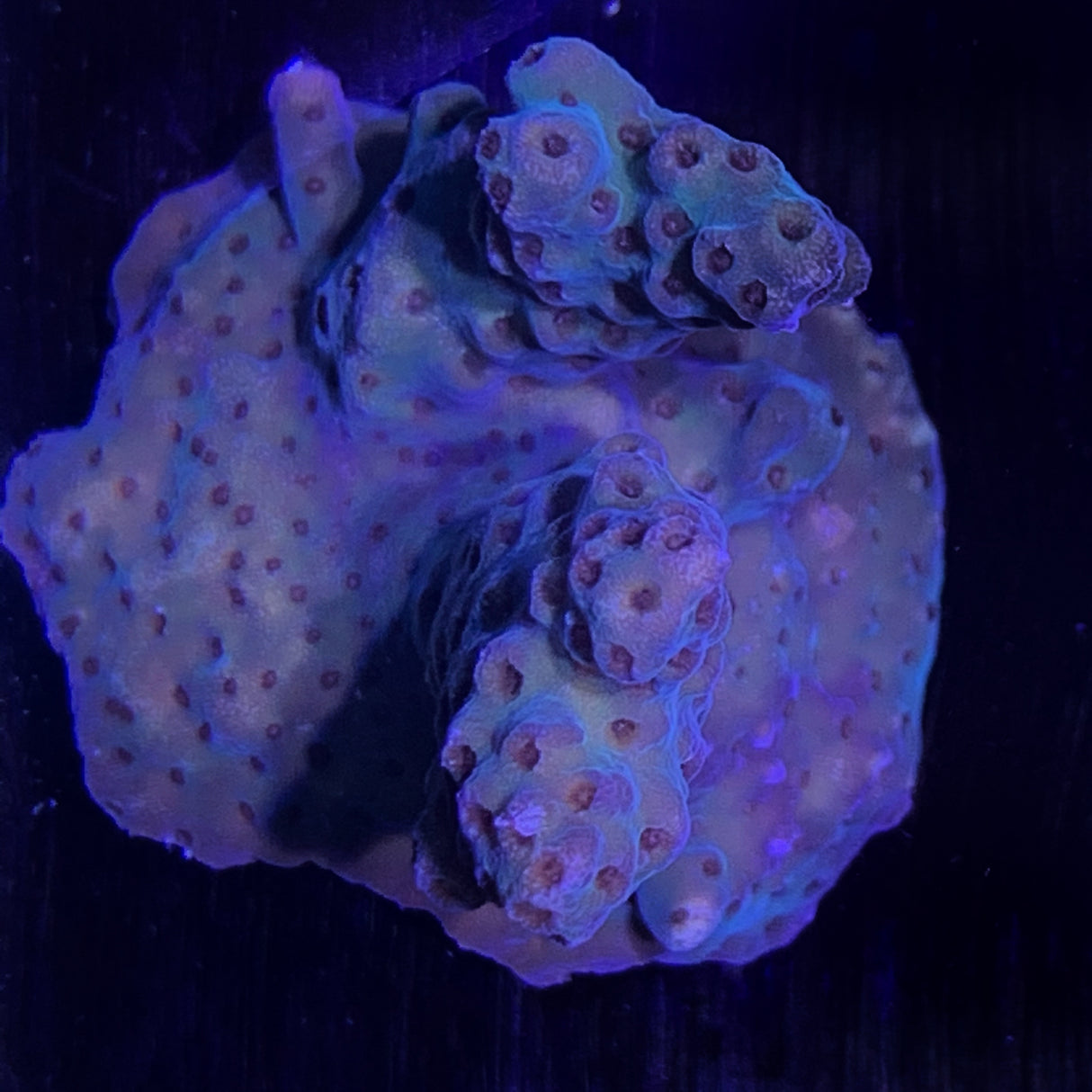 Acropora Frag