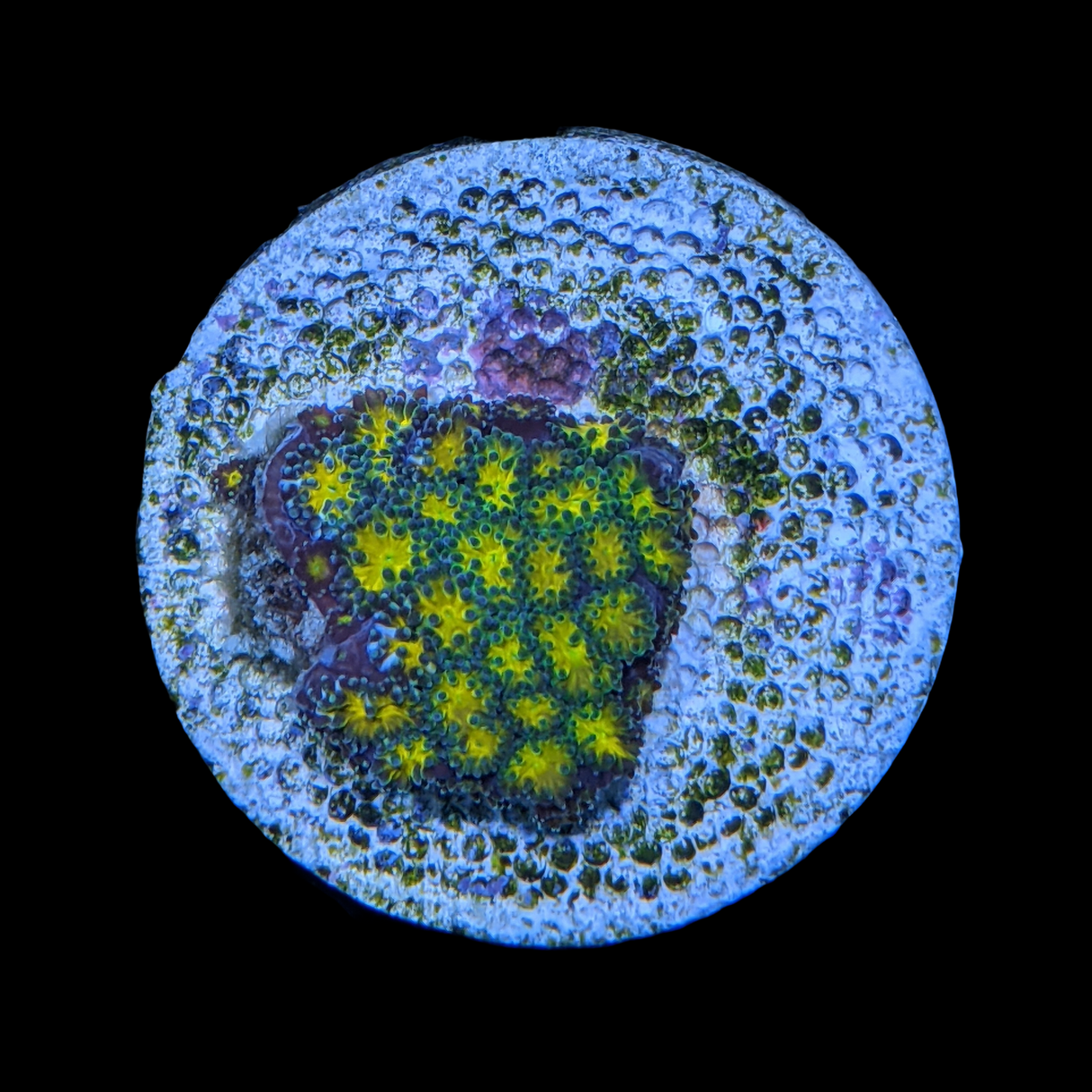 John Deere Leptastrea Frag