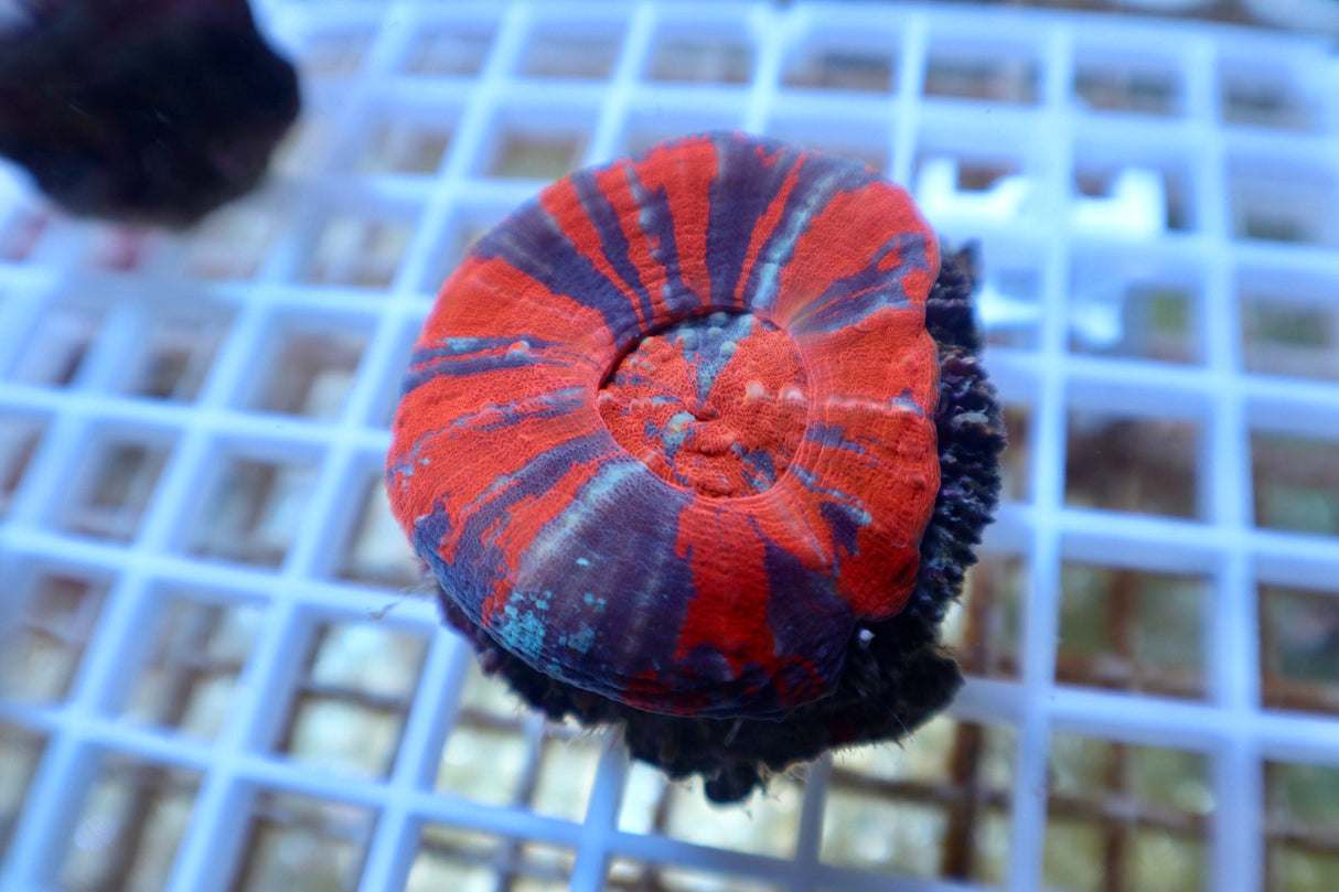 Australian War Paint Scolymia