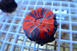 Australian War Paint Scolymia