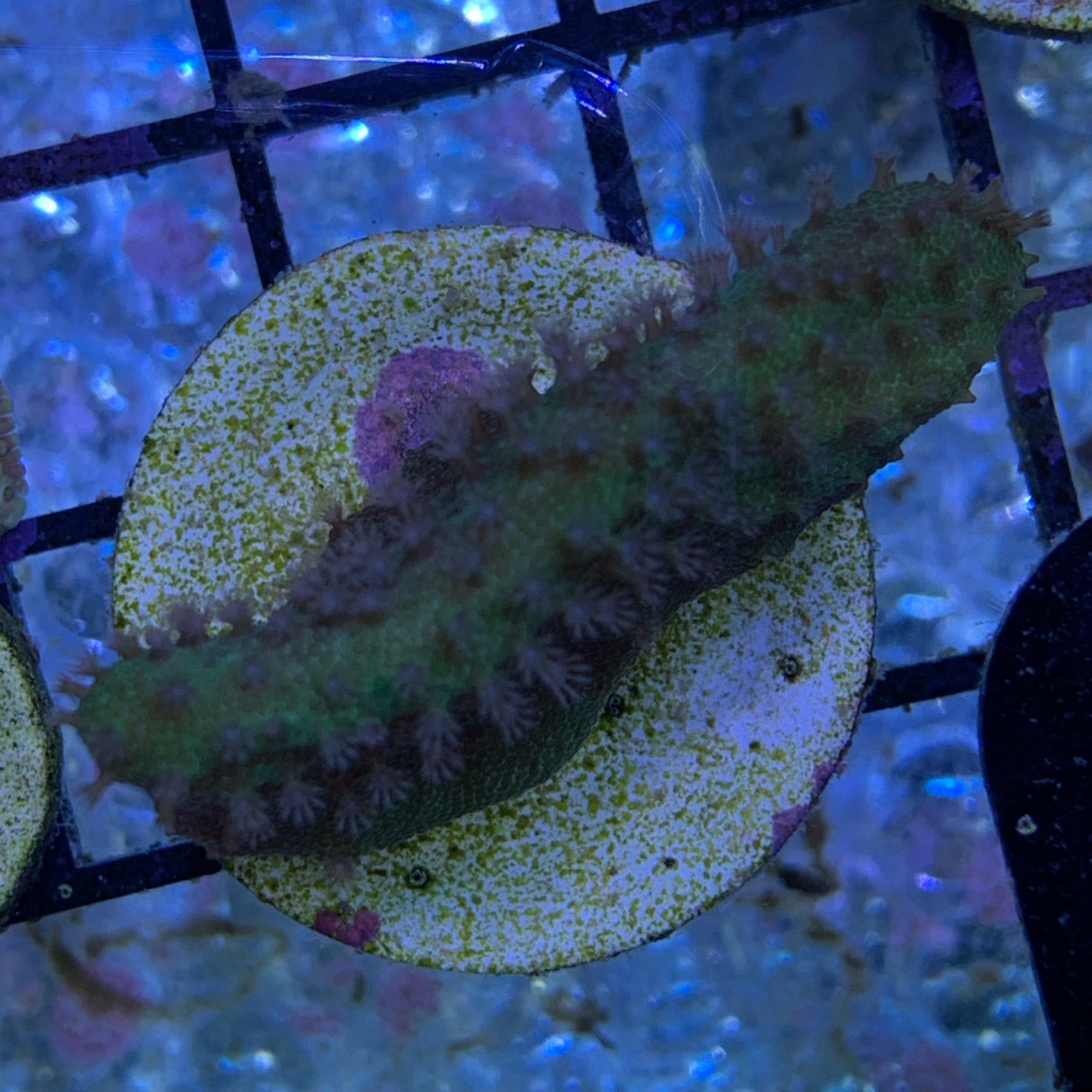 Green Leather Coral