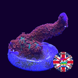 Forrest of Fire Montipora digitata (UK Grown)
