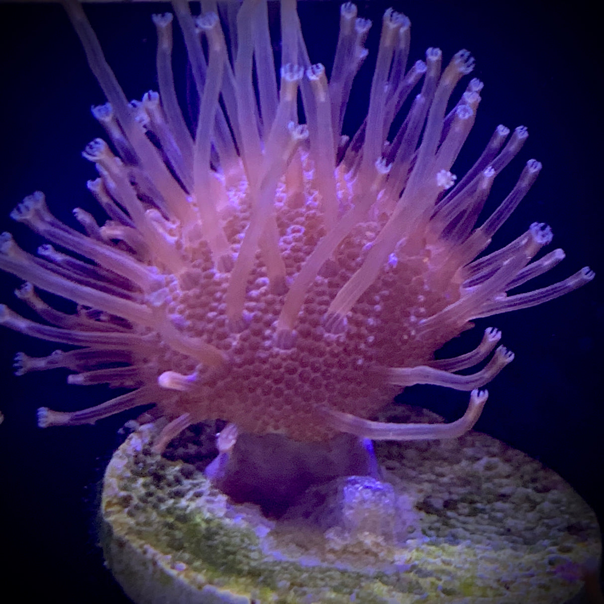 Toadstool coral