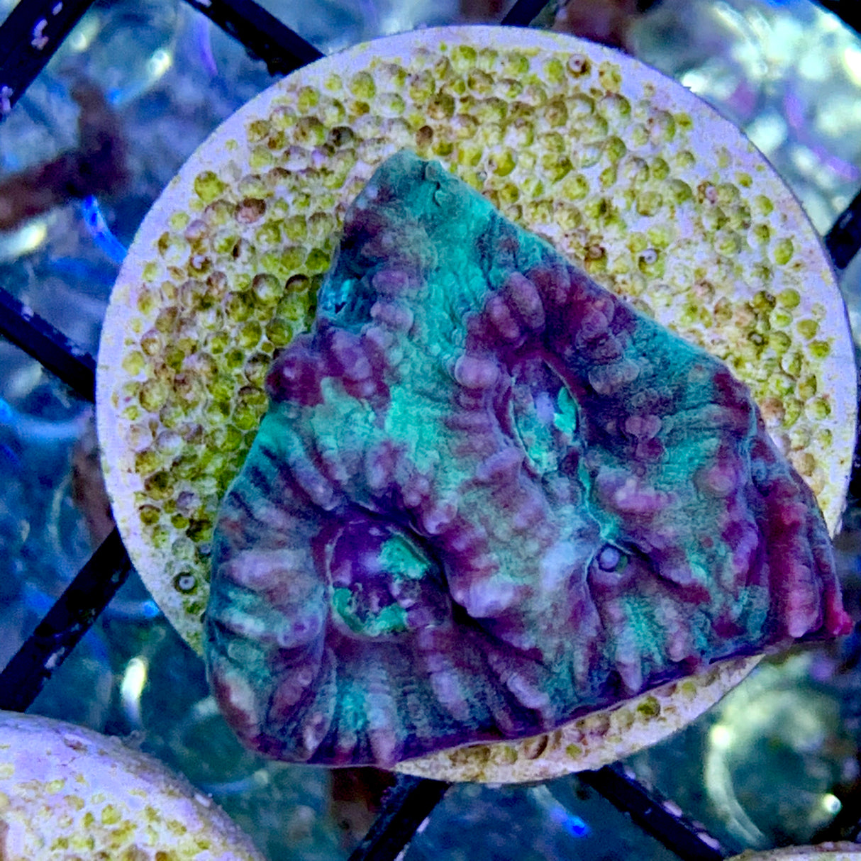 Favia Coral