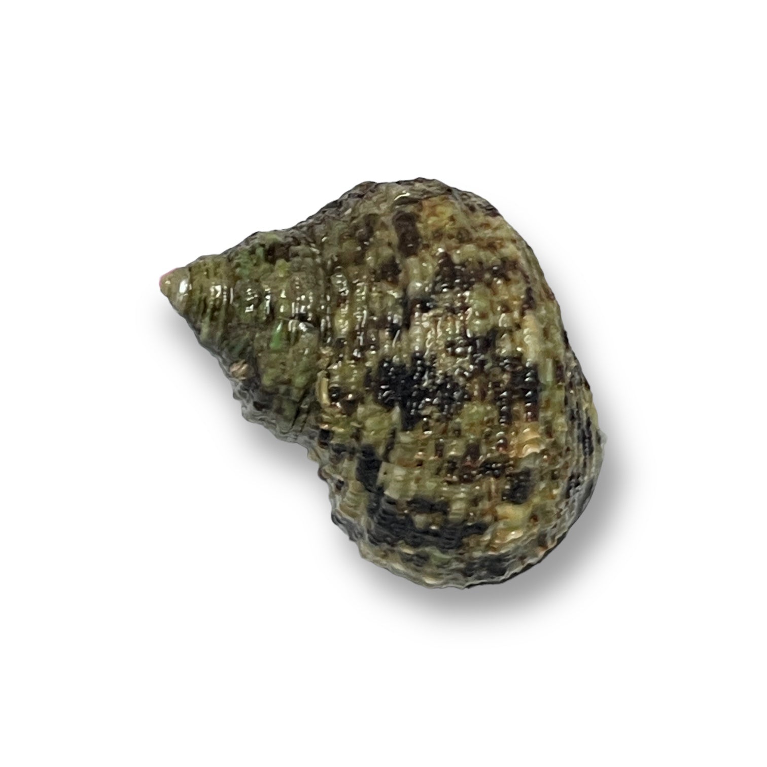 Setosus Turbo Snail