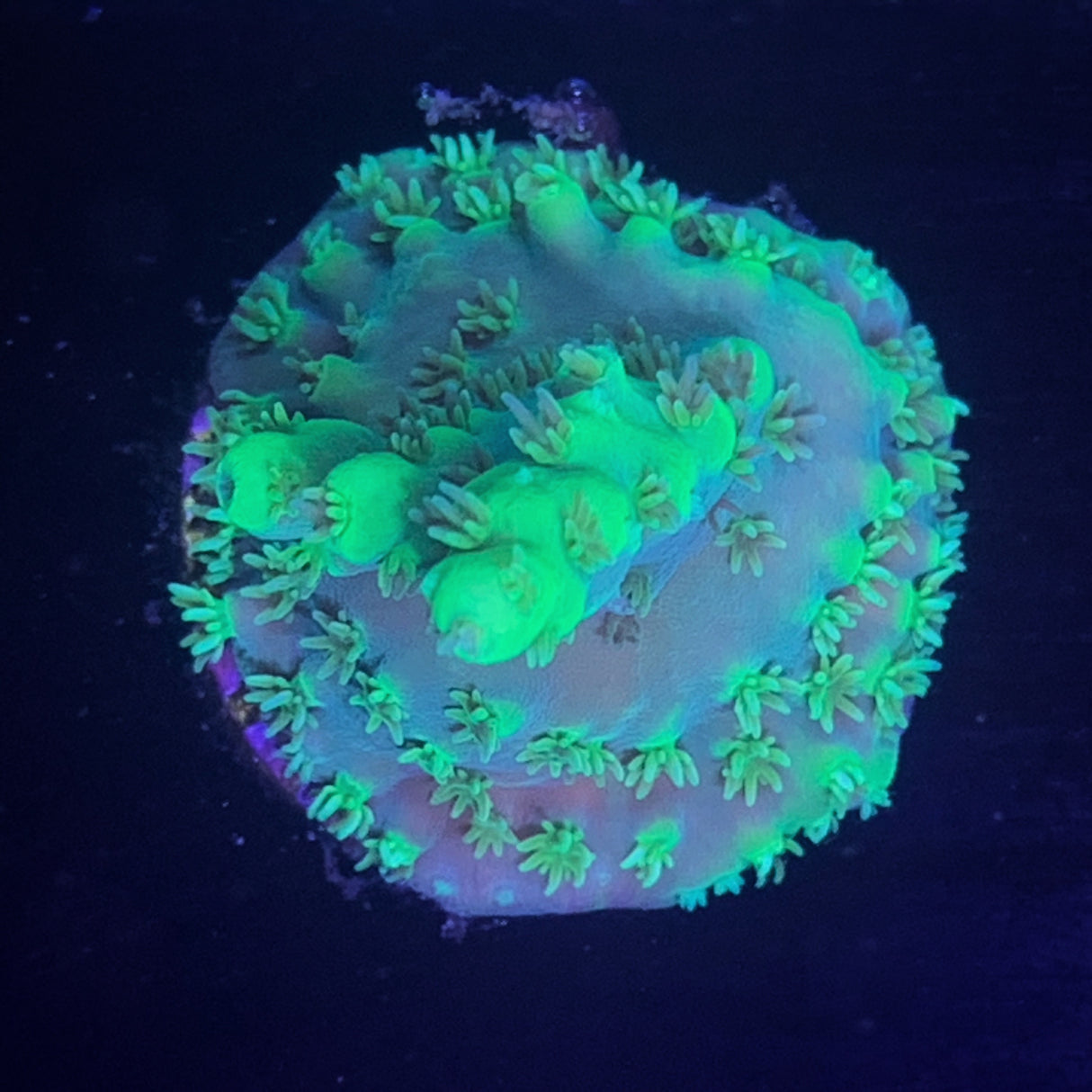 Acropora Frag