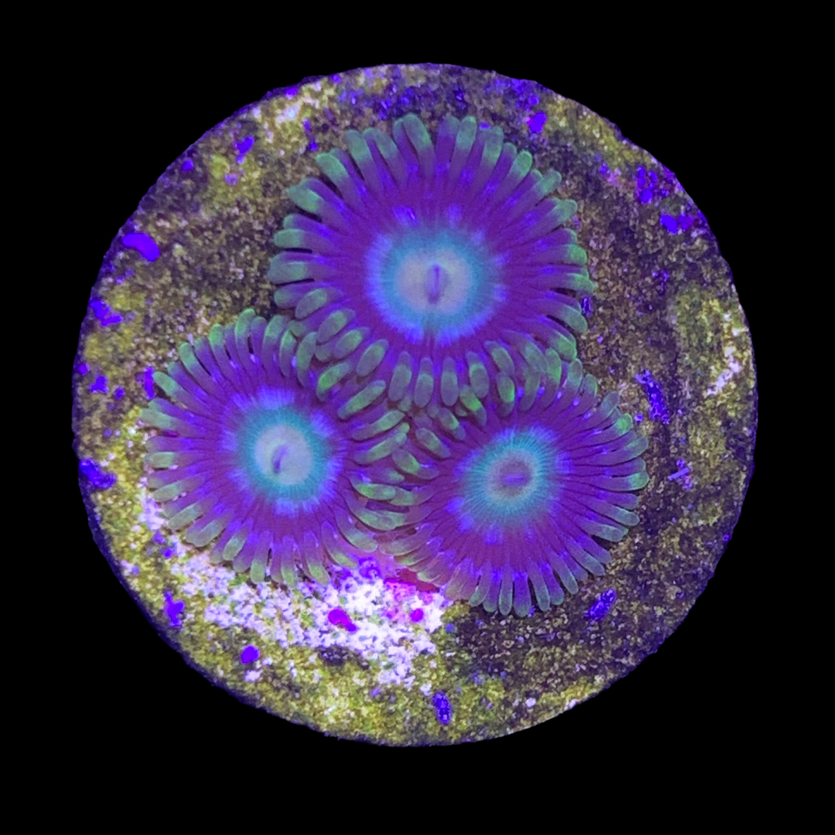 Zoa Frag