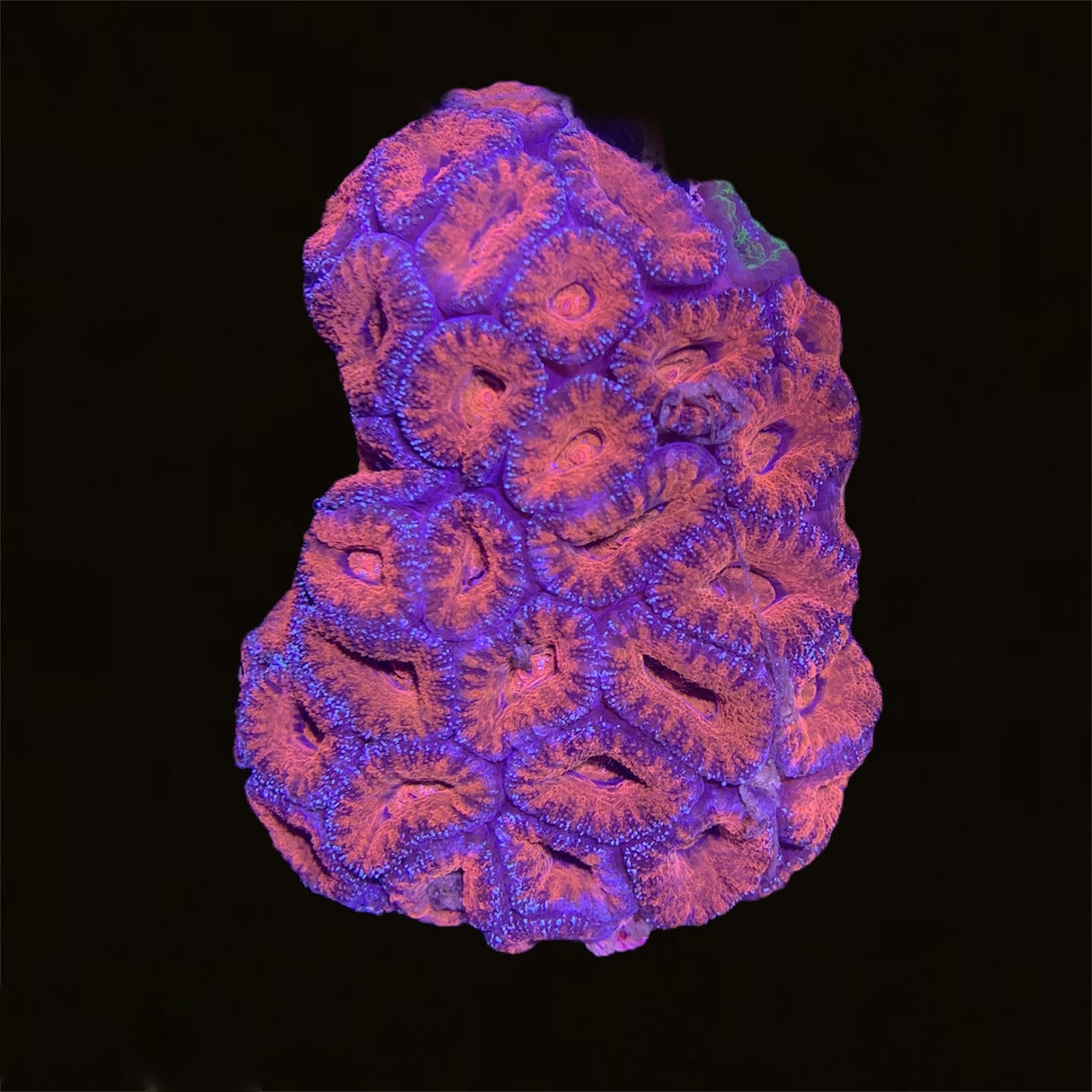 Acanthastrea Lordhowensi