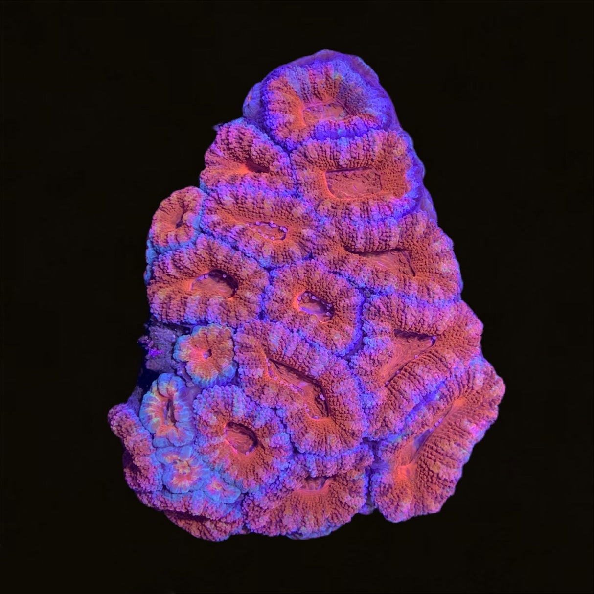 Acanthastrea Lordhowensi