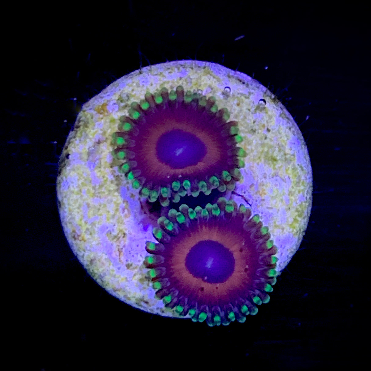 Zoa Frag