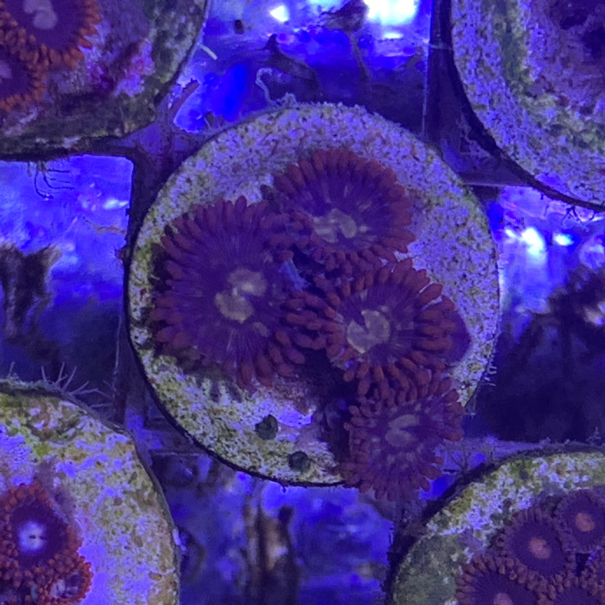 4 polyp Zoa frag