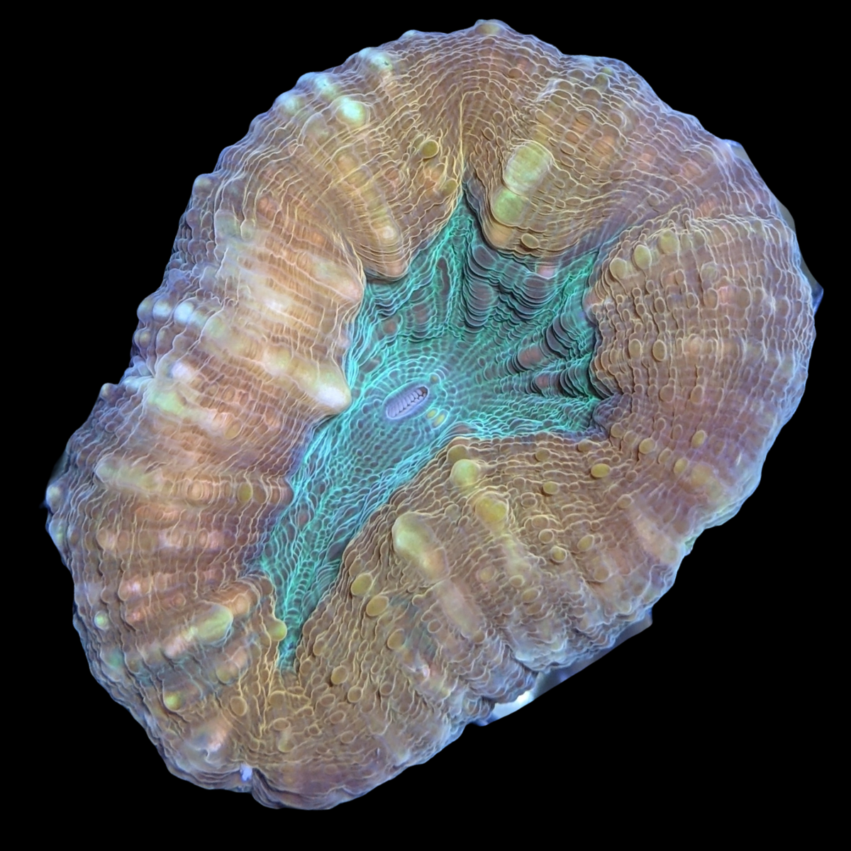 Green Mouth Orange Lobophyllia