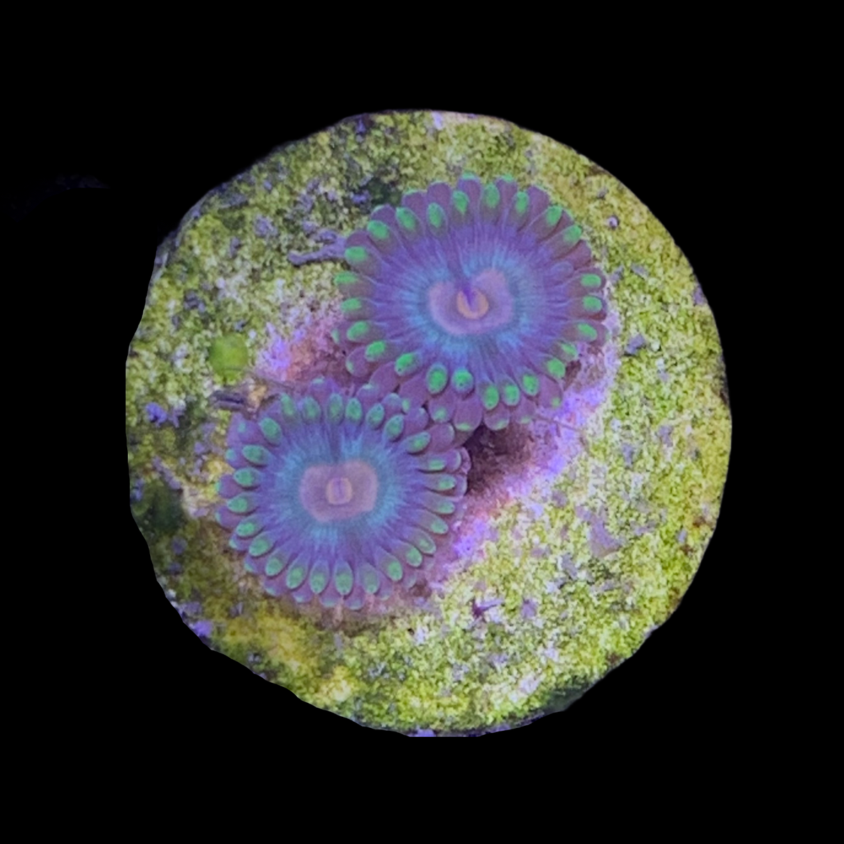 Zoa Frag