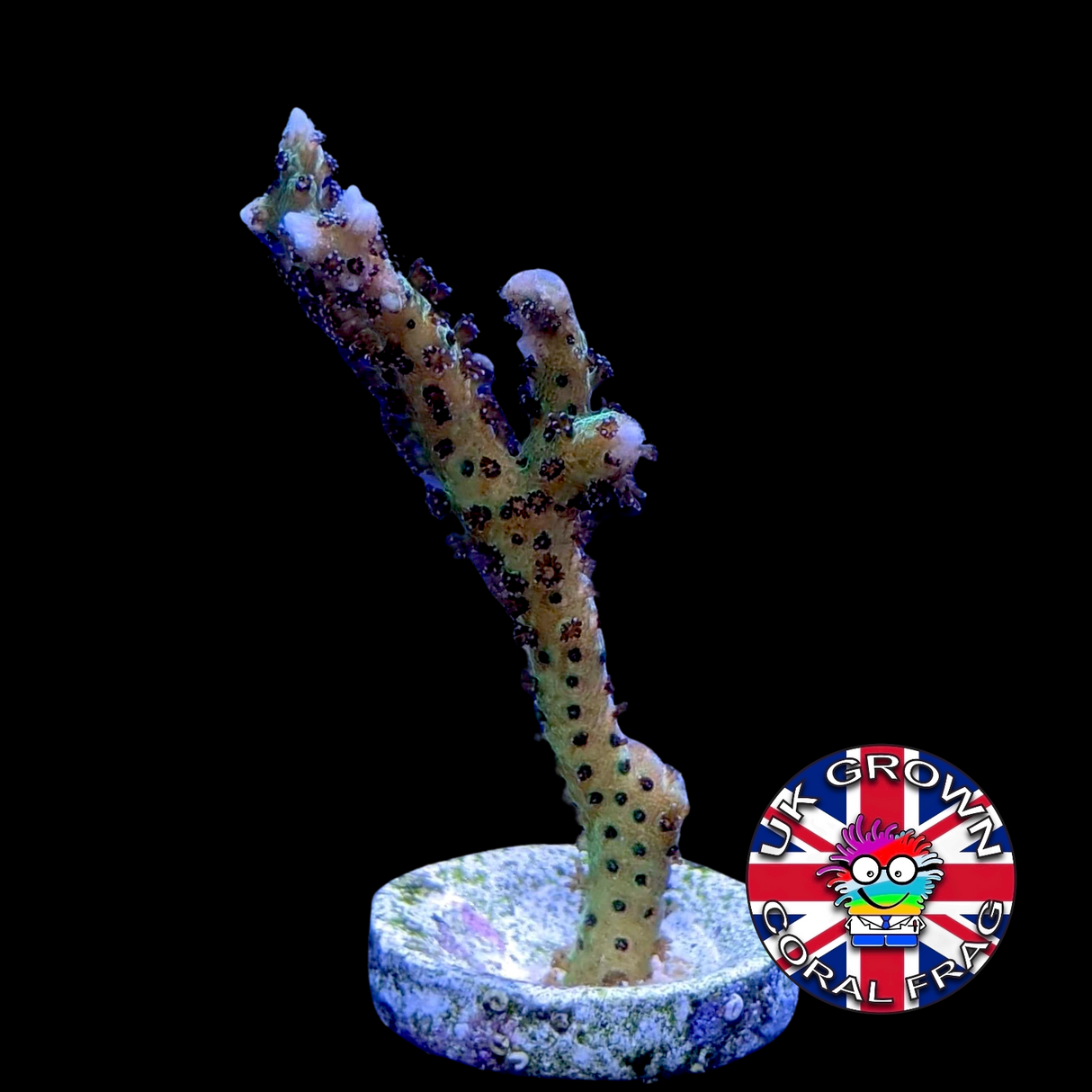 Green Hystrix Seriatopora birds nest (UK Grown)