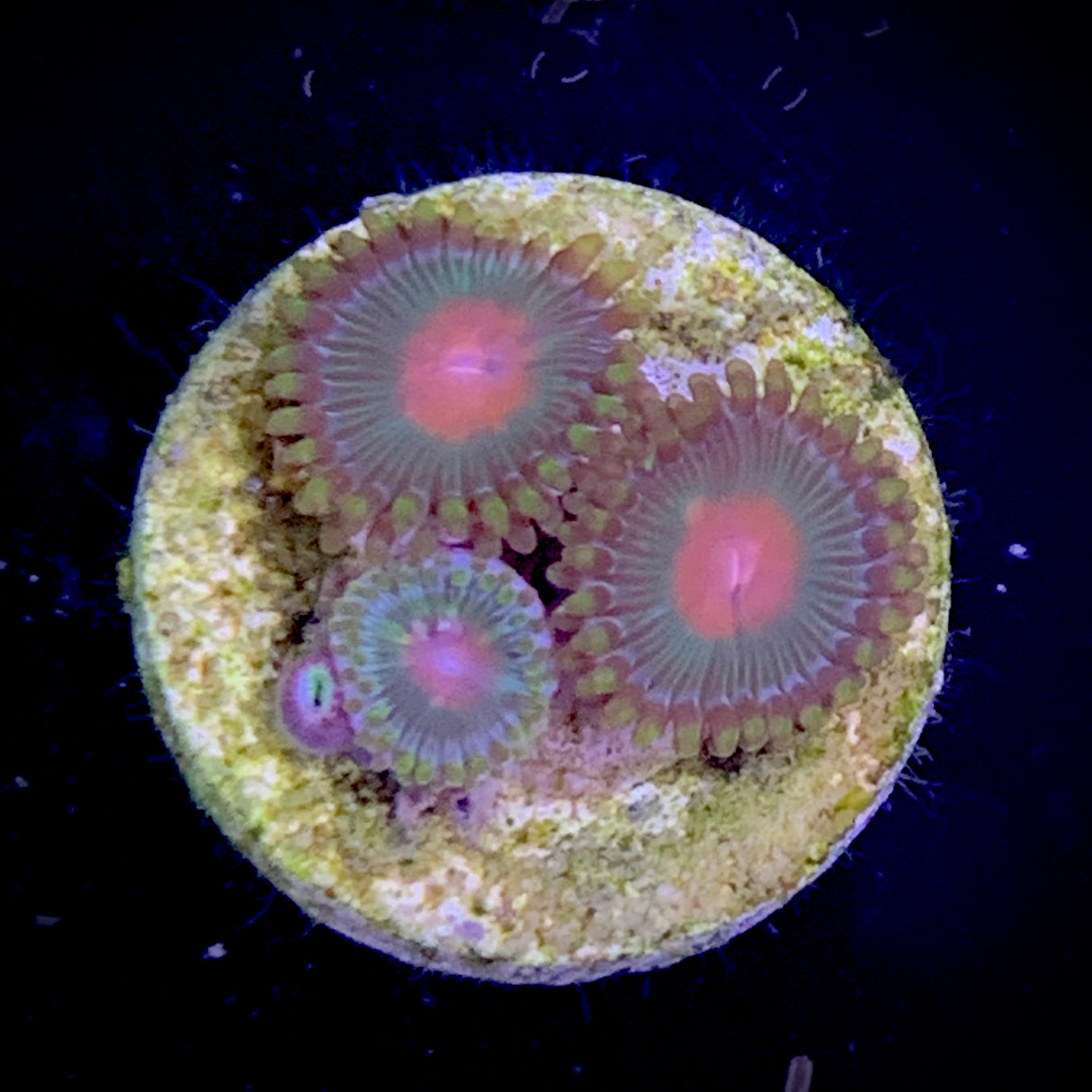 Zoa Frag