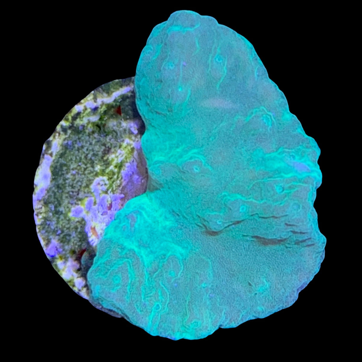 Neon Green Cabbage Coral (UK Grown)