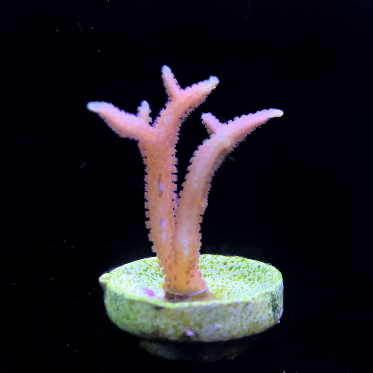 Pink Hystrix Seriatopora