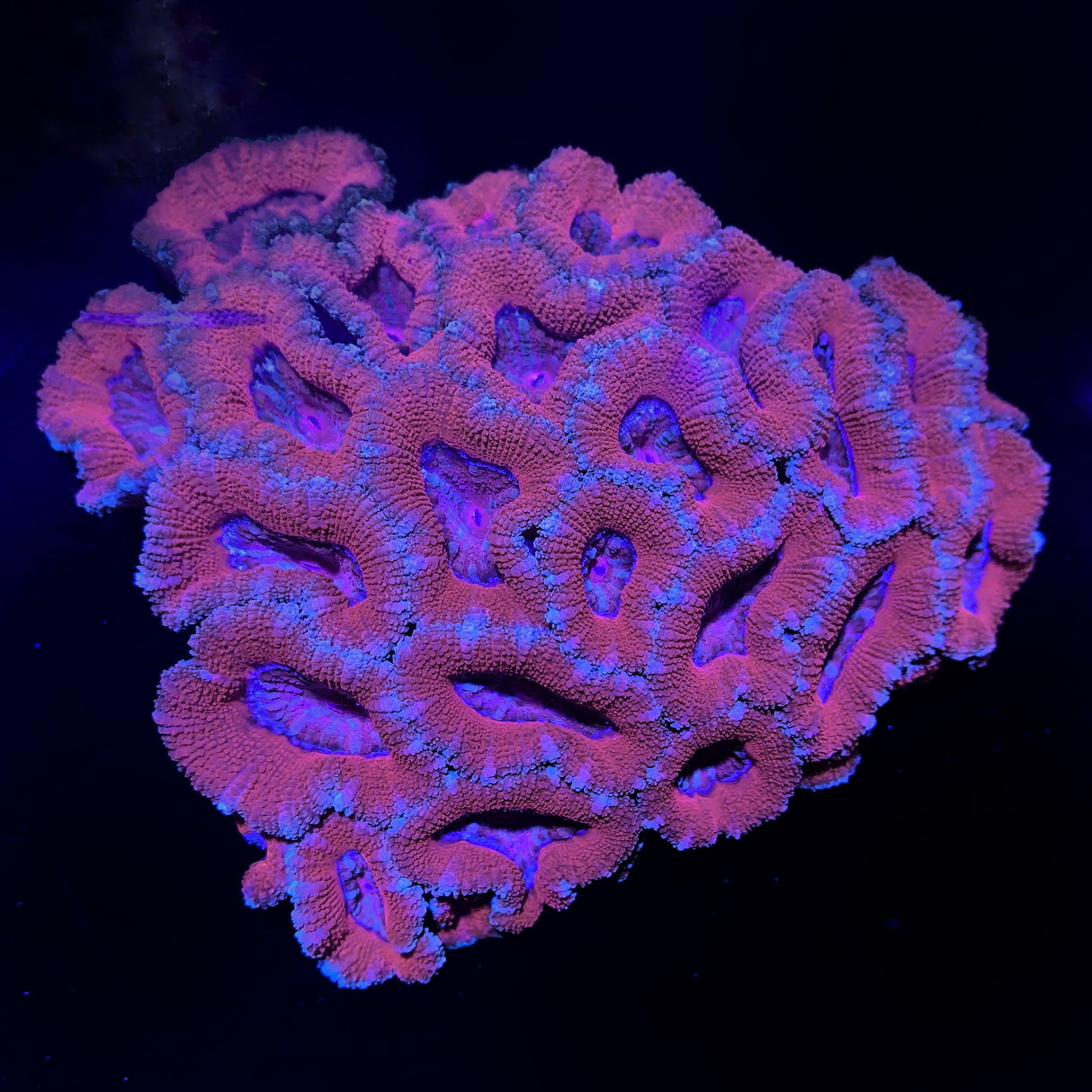 Acan Colony