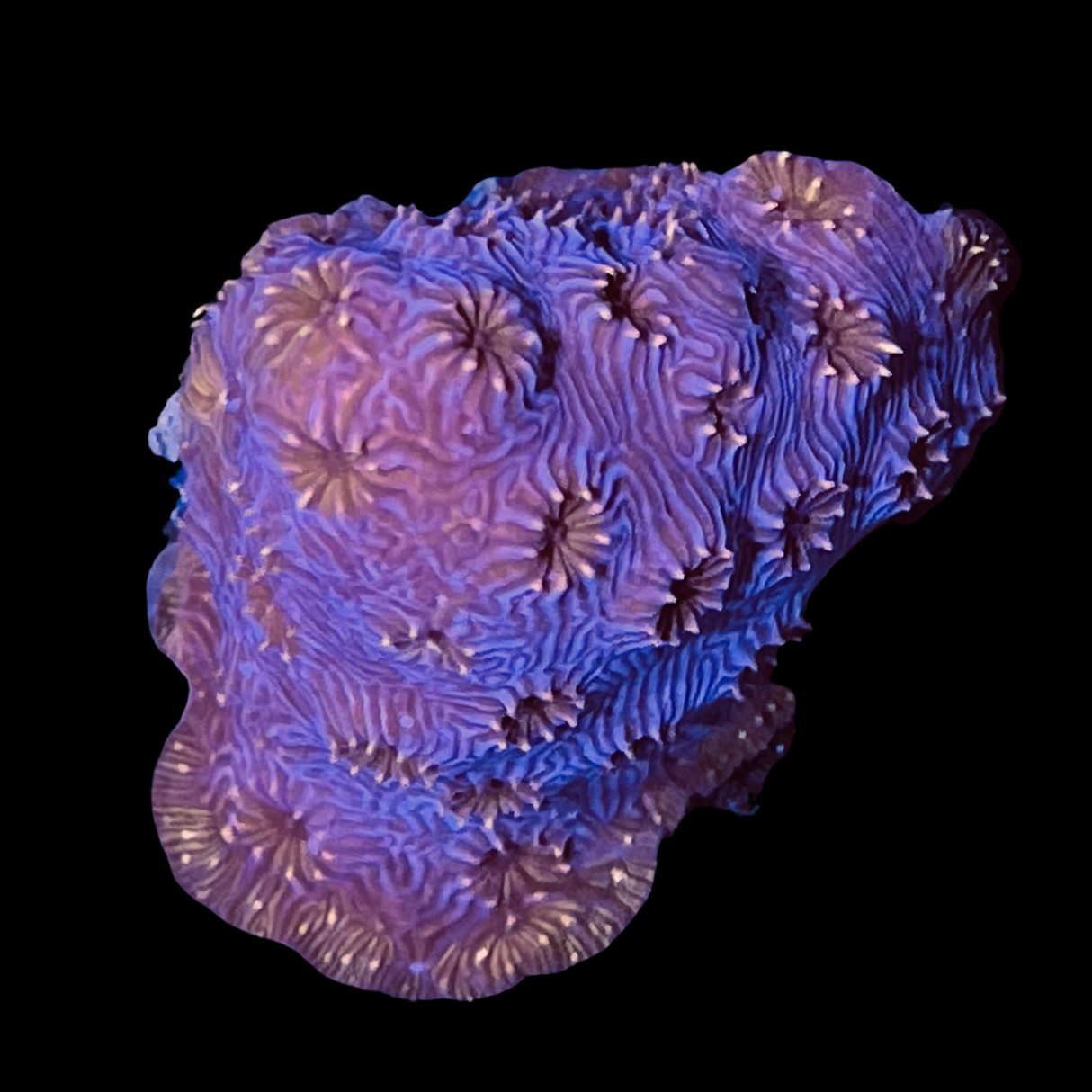 Deep Red Pavona