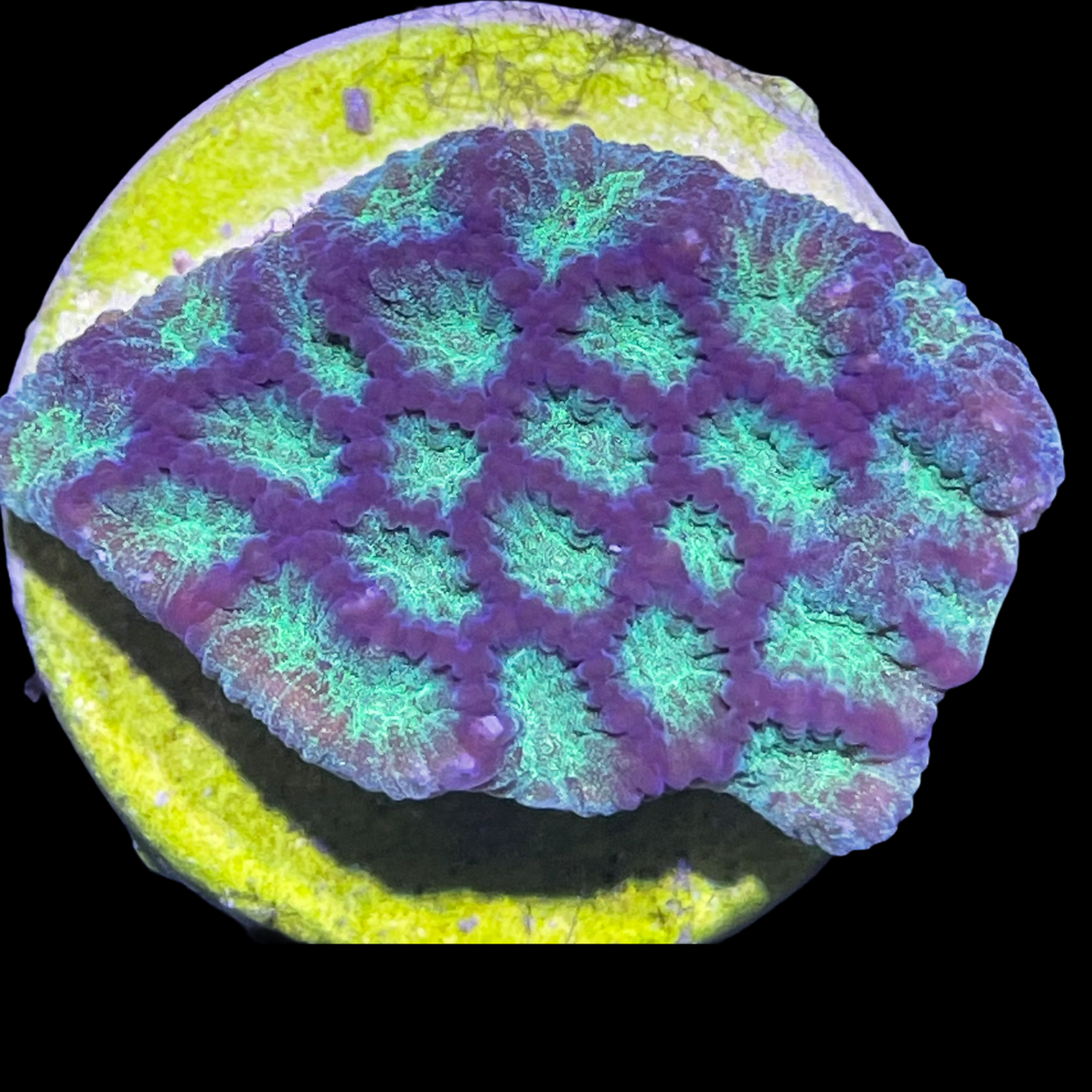 Camo Plesiastrea