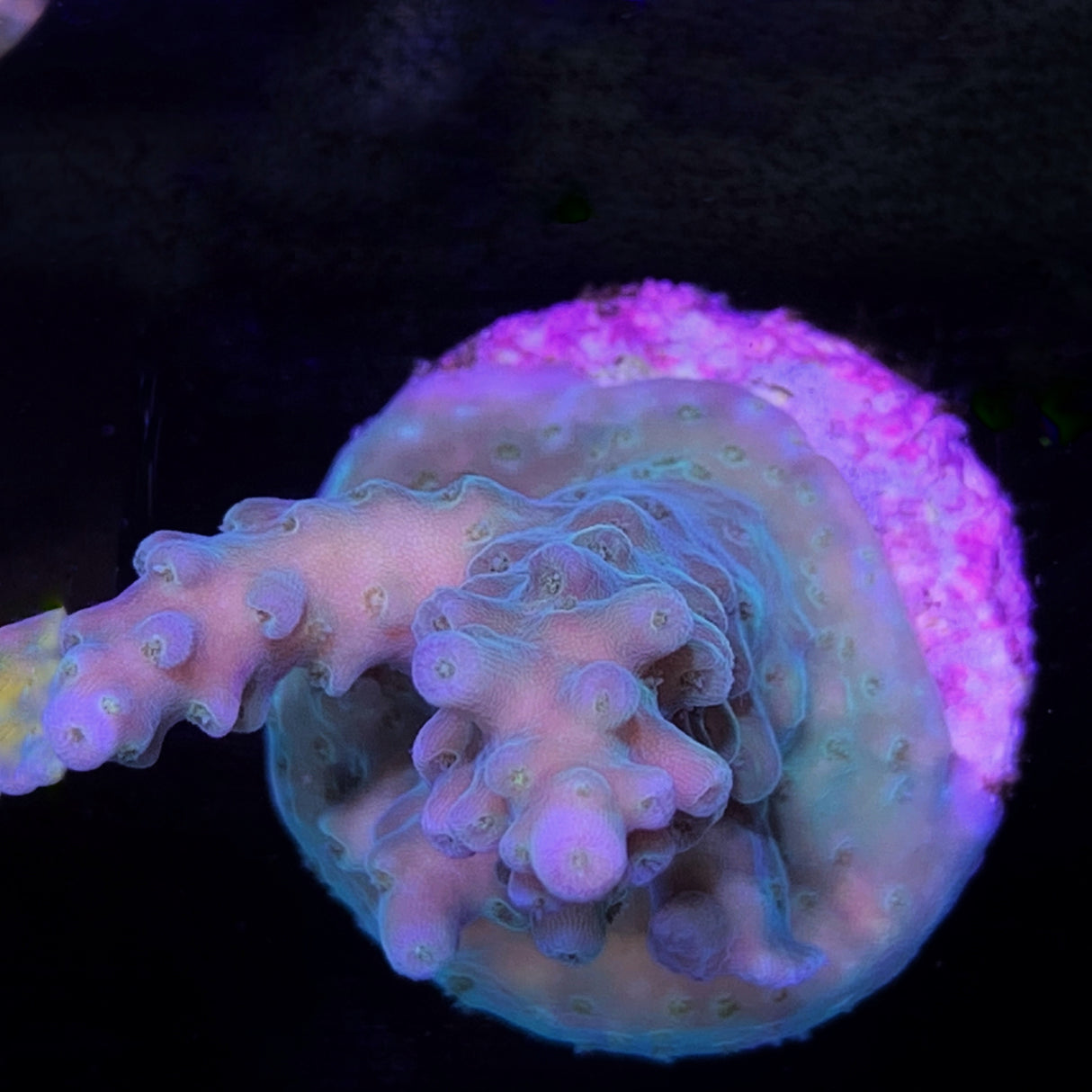 Acropora Frag