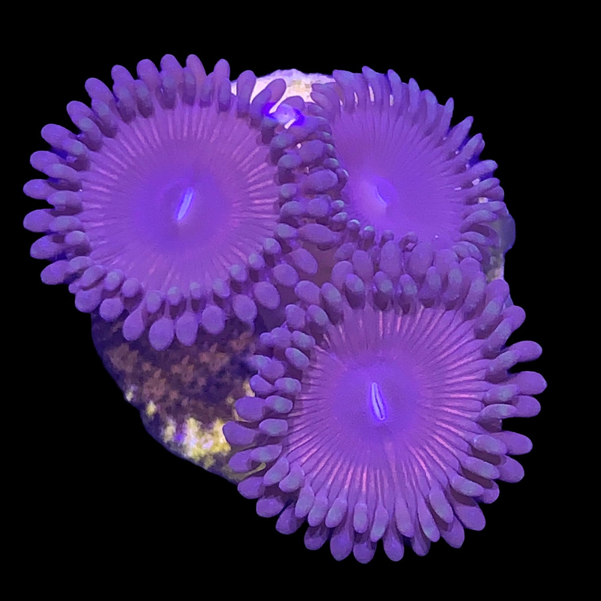 Zoa Frag