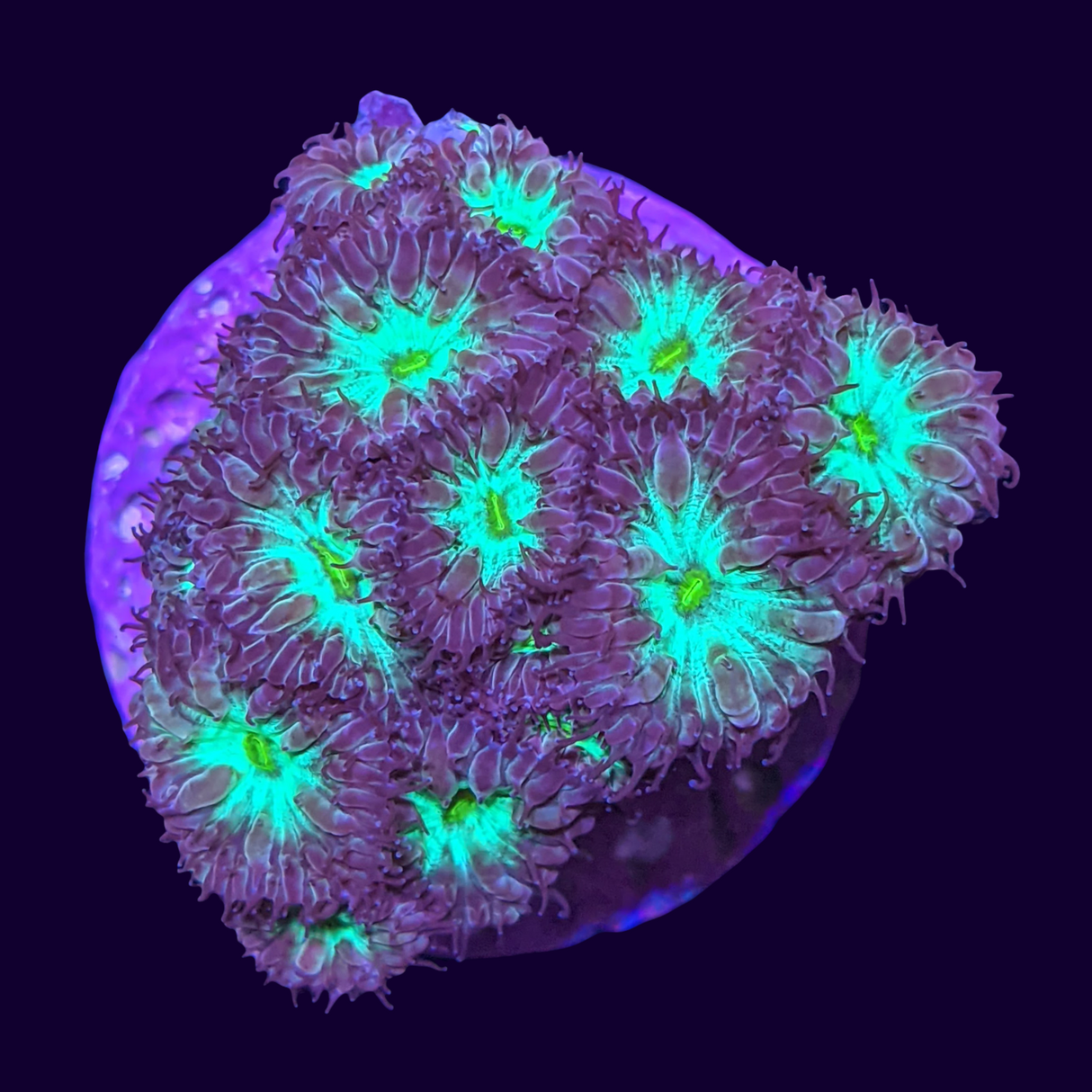 Red & Green Blastomussa