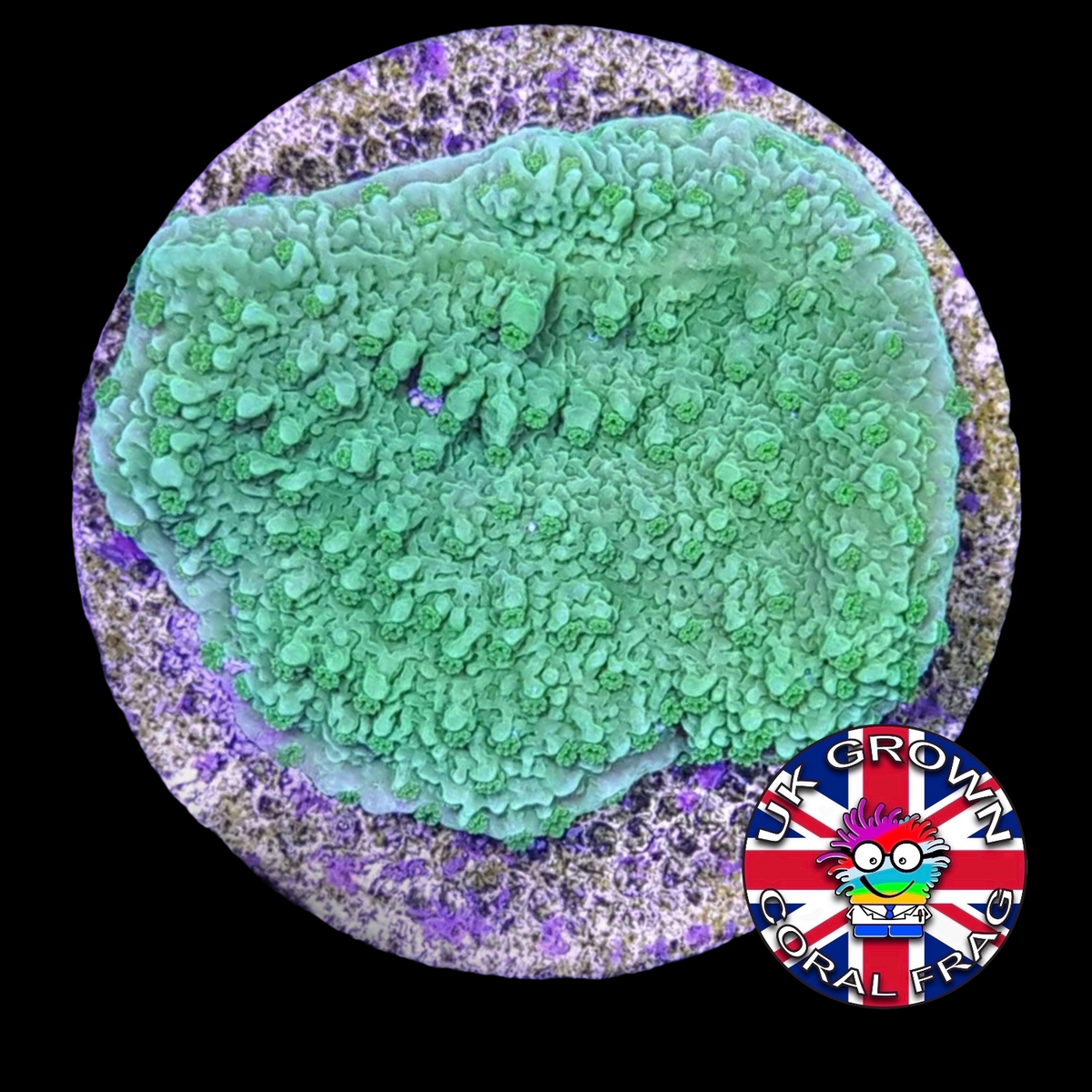 Green plating Montipora (UK Grown)