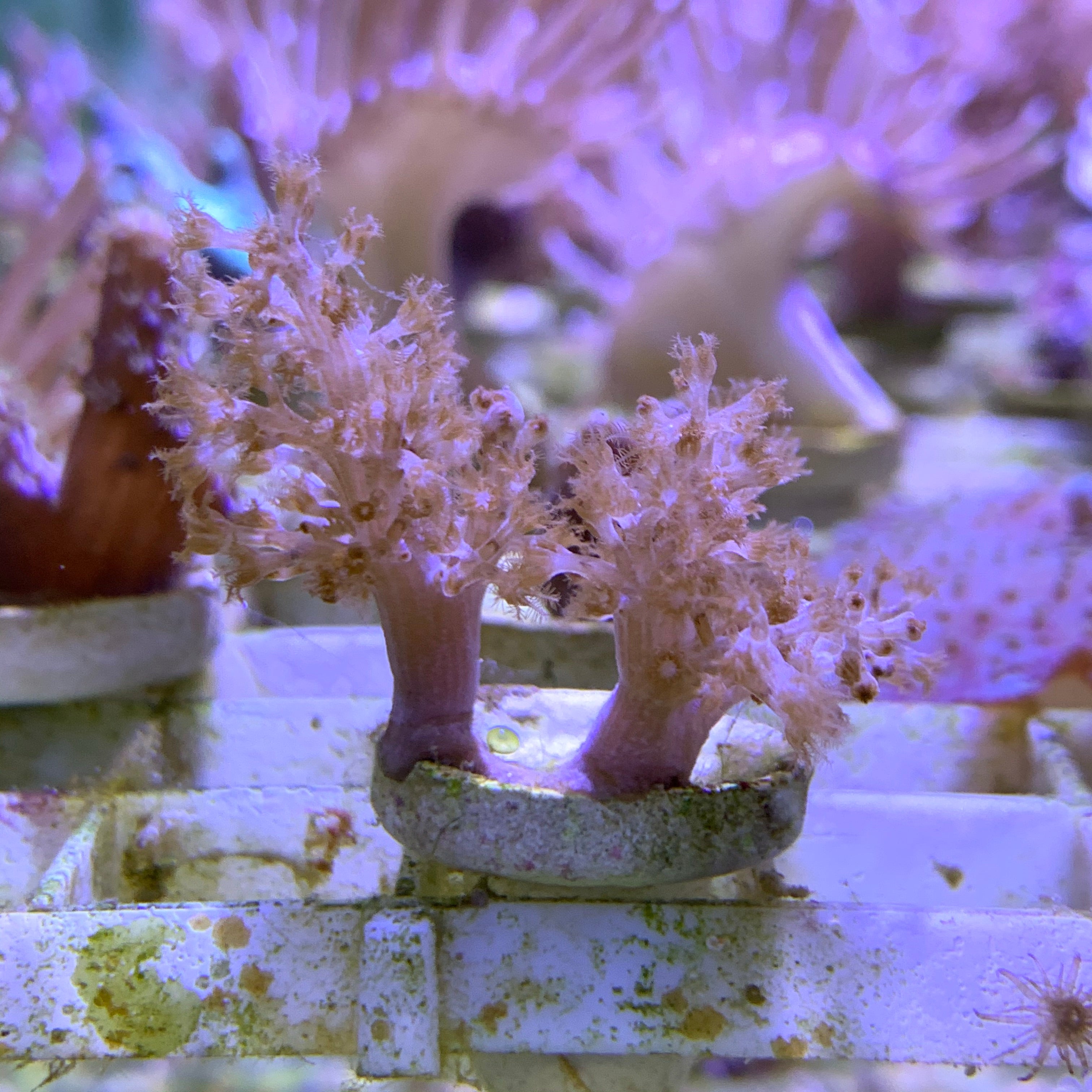 Double Kenya Tree Coral