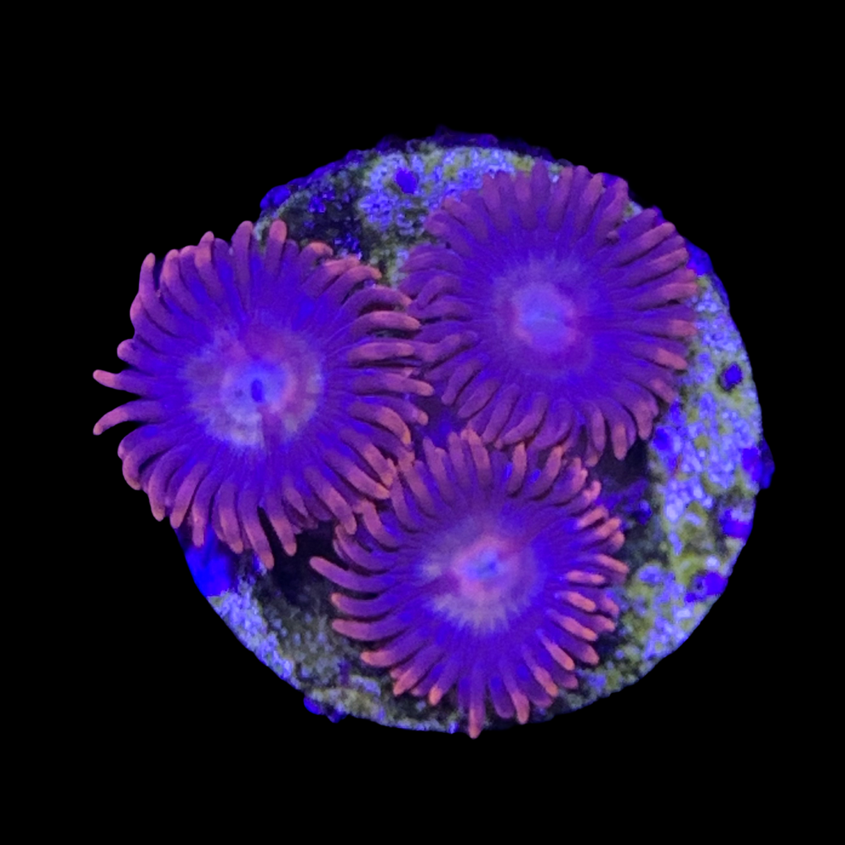 Zoa Frag