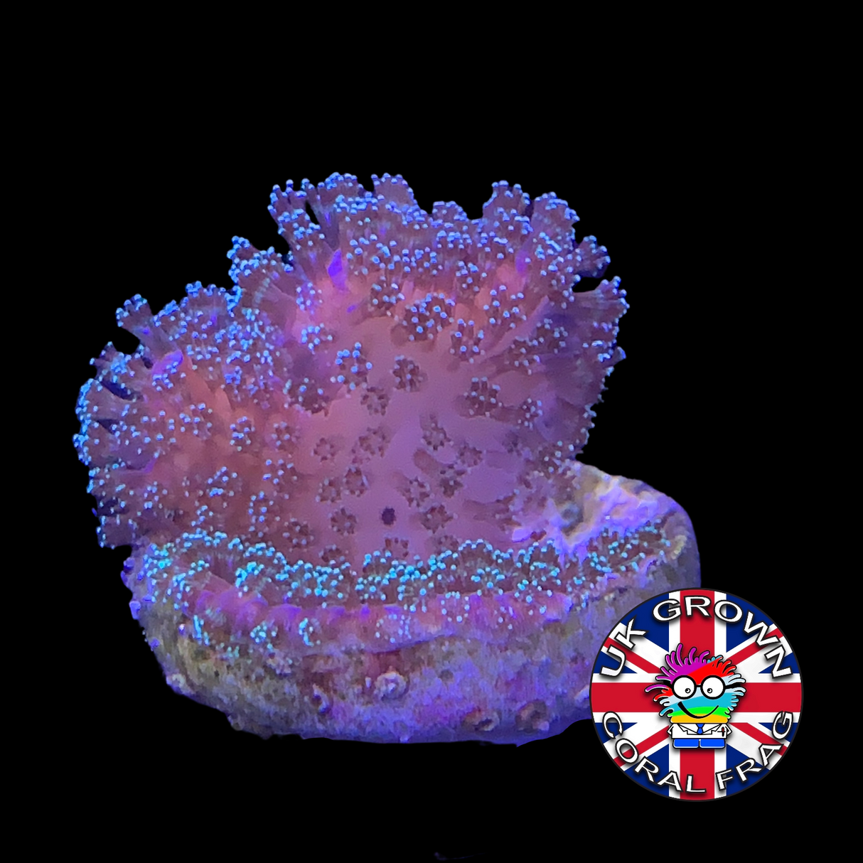 Green Stylophora Pistillata (UK Grown)