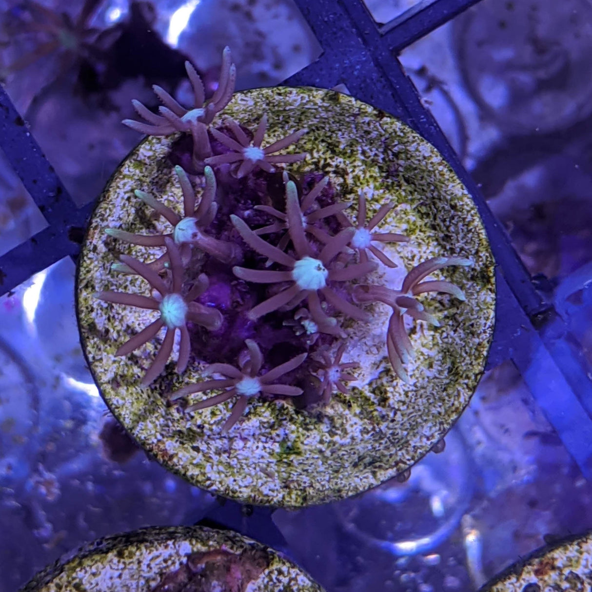 Limited Edition Purple Star Polyp (Standard Plug)