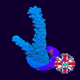 Acropora Frag (UK Grown)