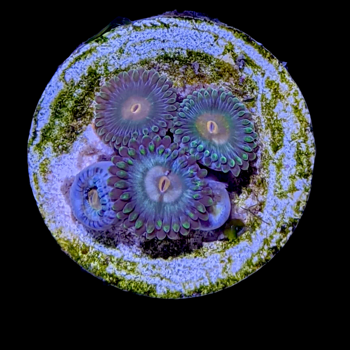 Zoa Frag