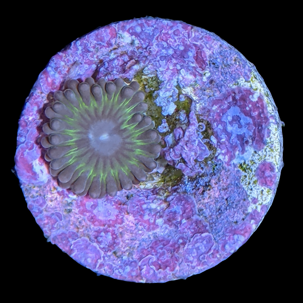 Zoa Frag