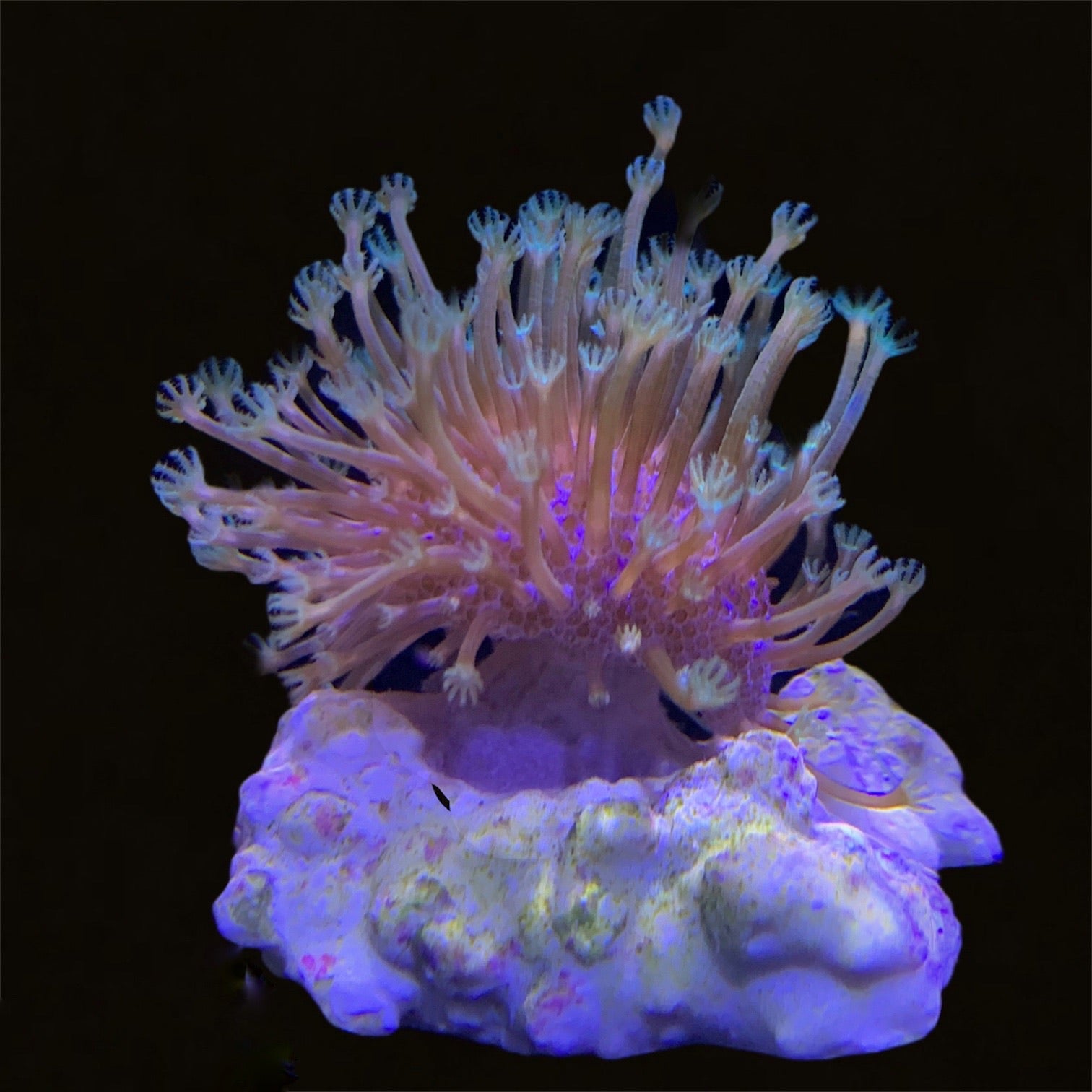 Green Polyp Toadstool coral